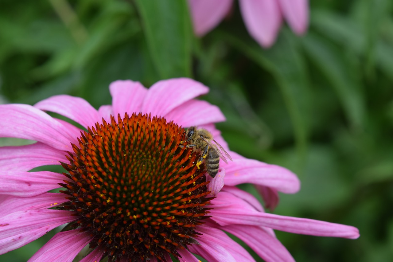 fleure insect garden free photo