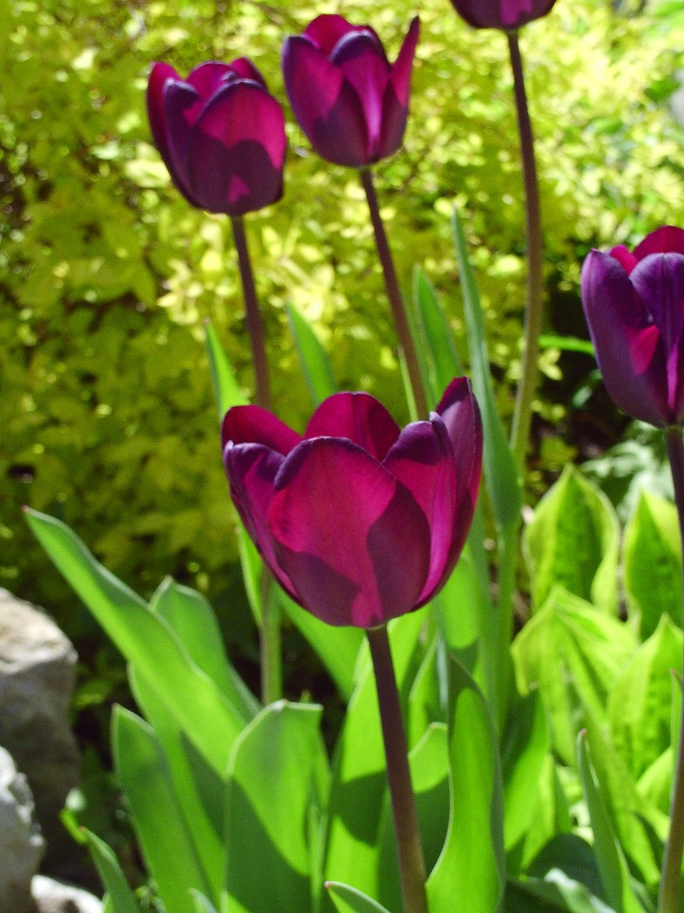 fleure tulip spring free photo