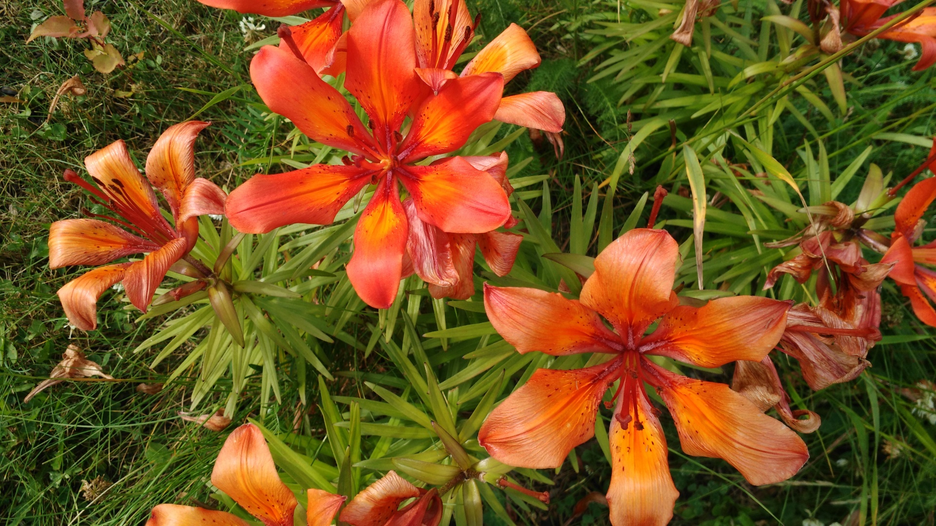 flowers lily orange free photo