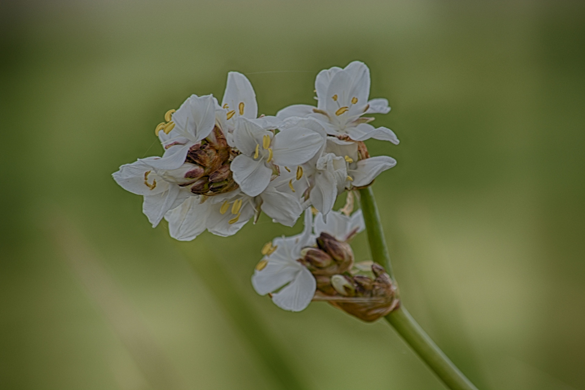 flowers flora white flowers free photo