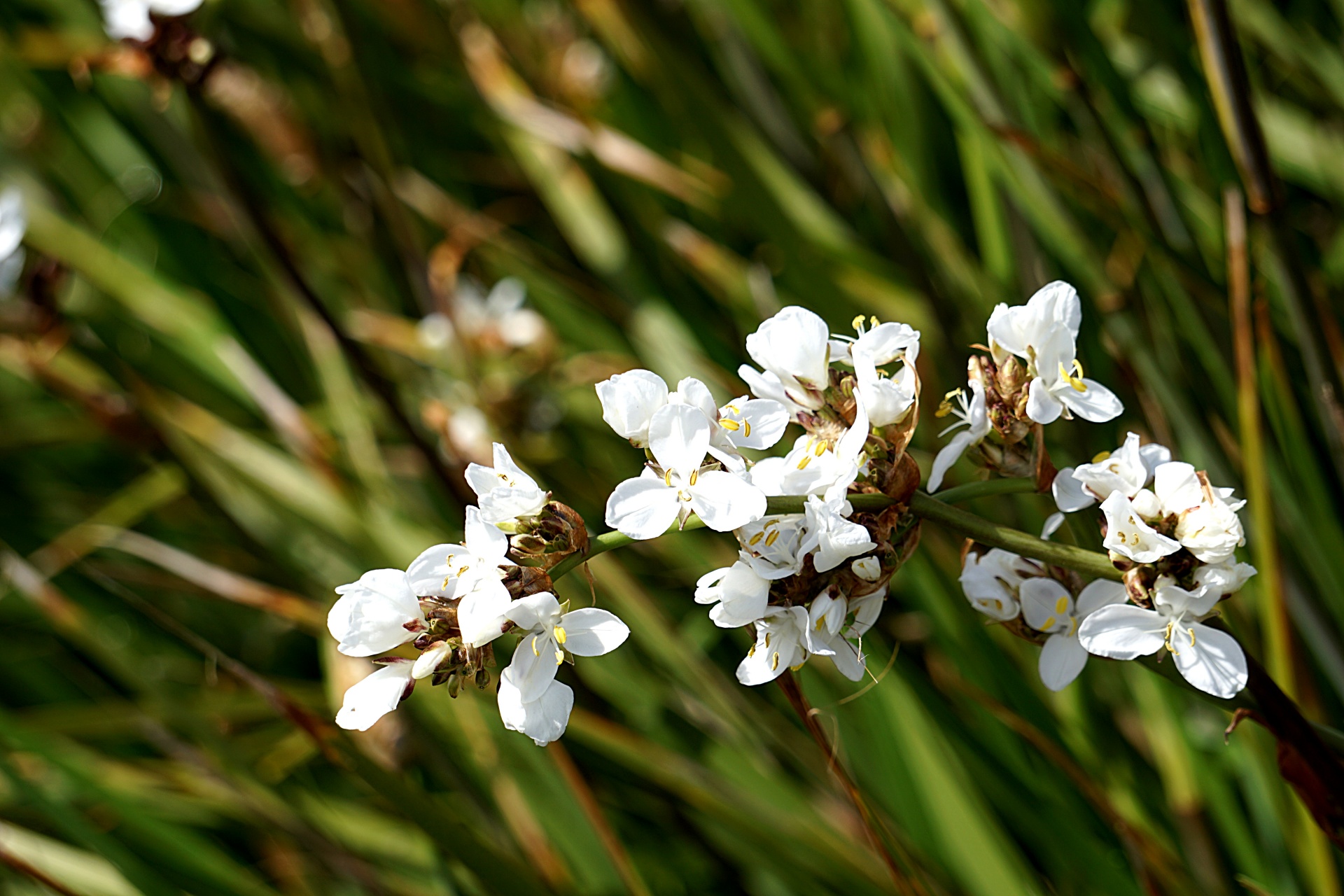 flowers plants botany free photo