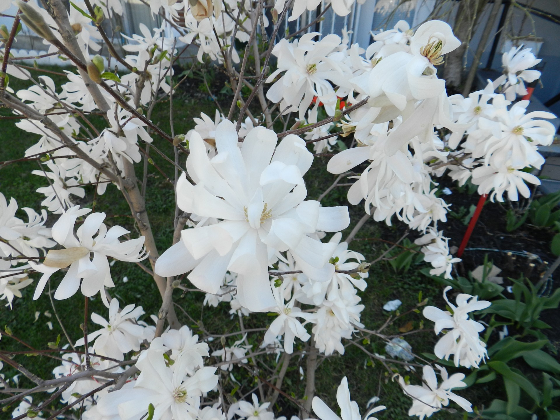 flowers white white flowers (1) free photo