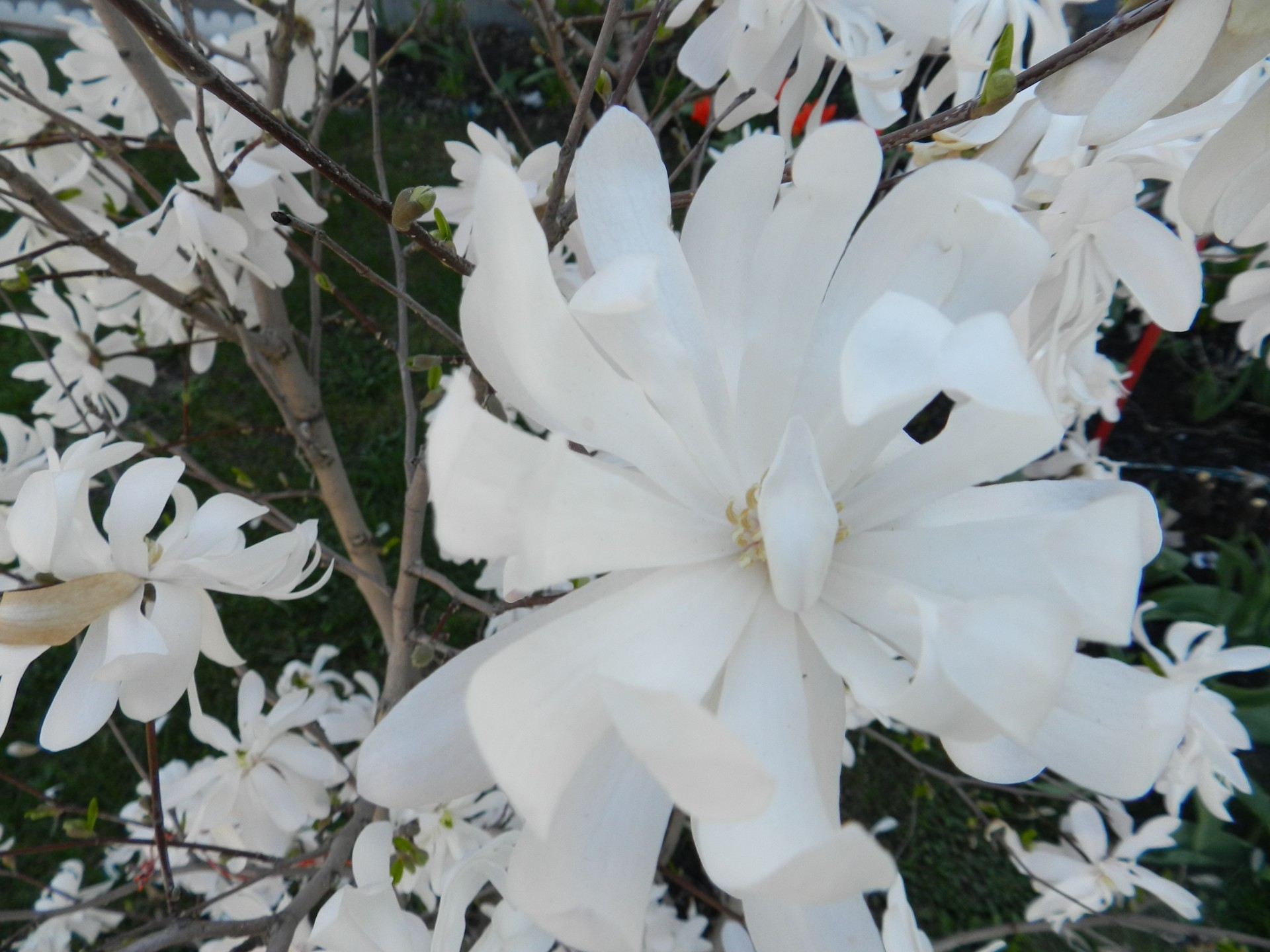 flowers white white flowers (2) free photo