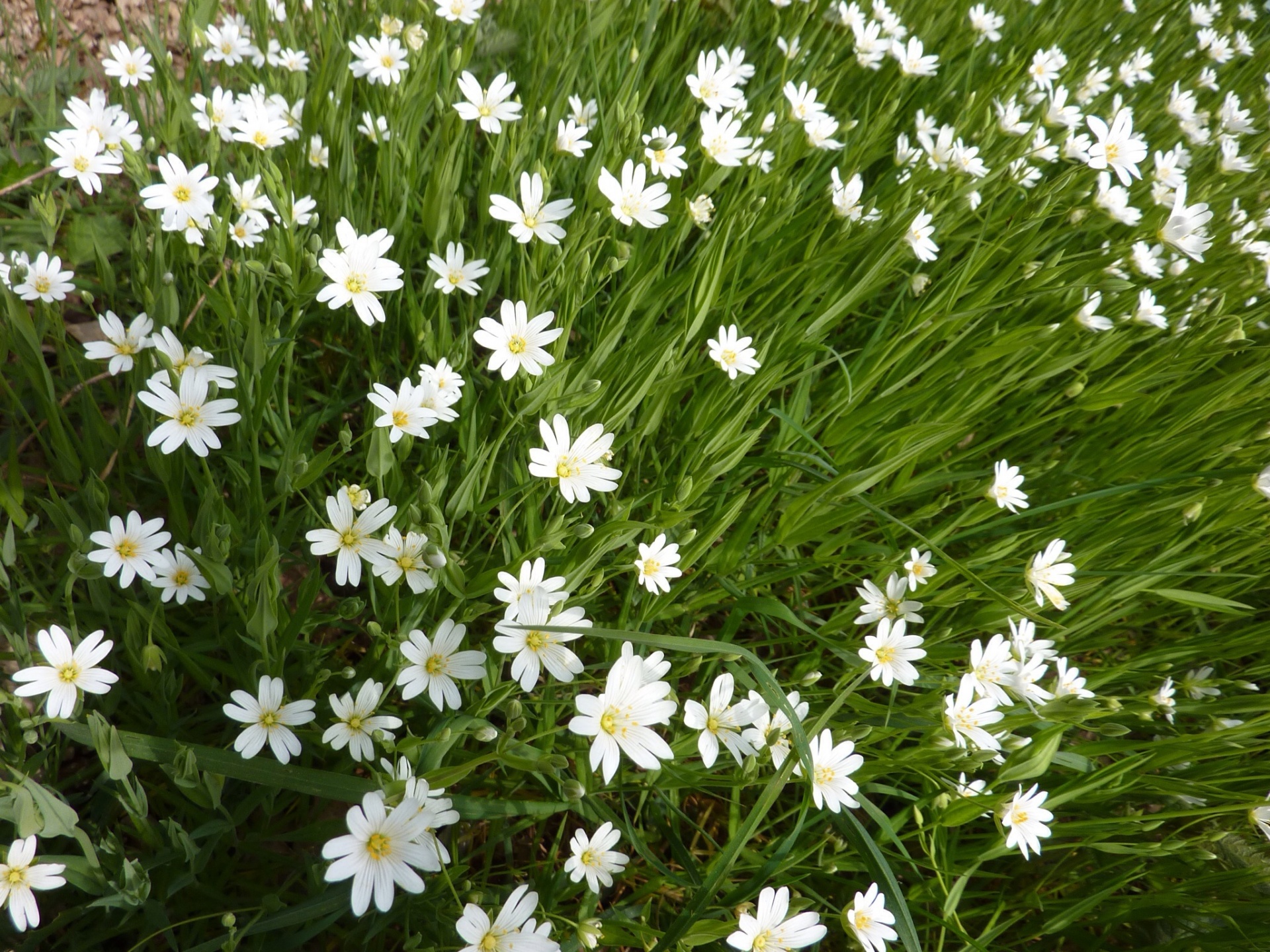 flowers white nature free photo