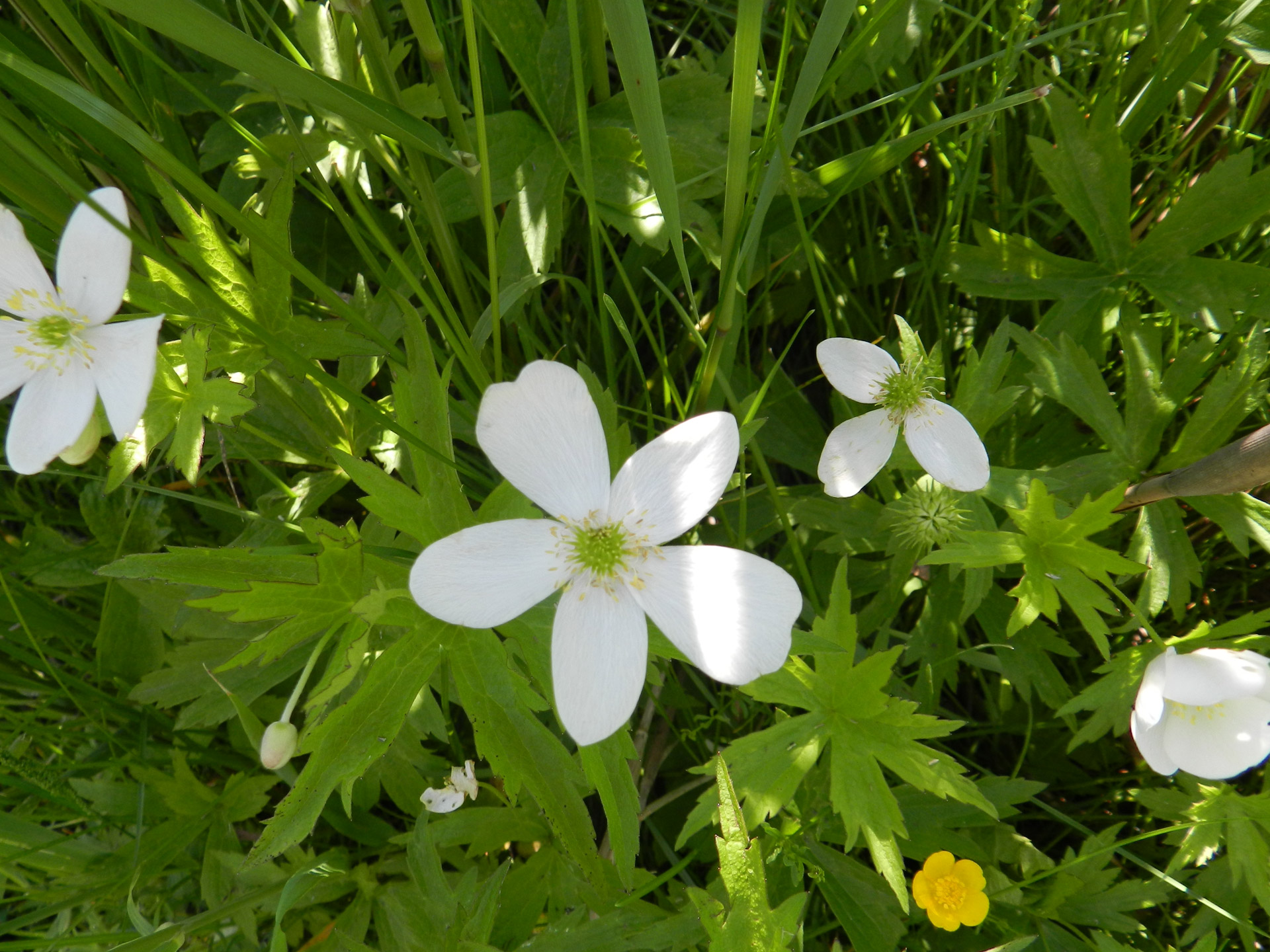 white flowers white flowers free photo