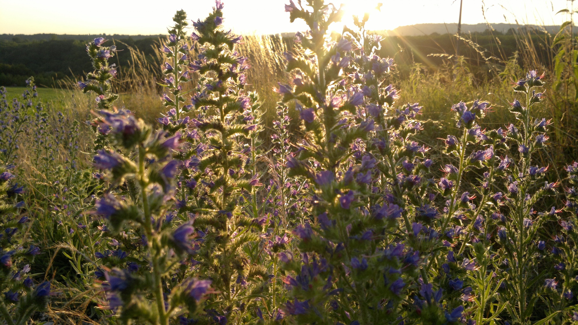 blue purple flower free photo