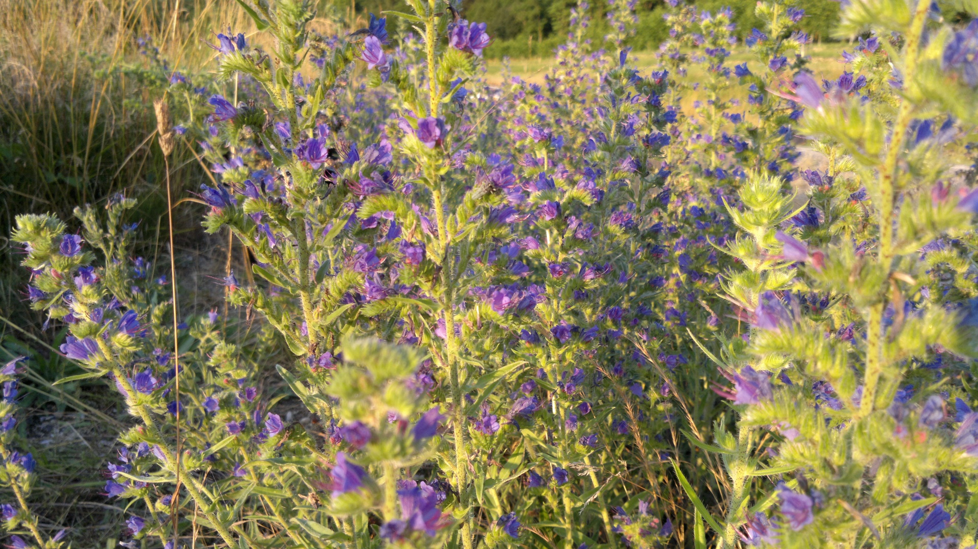 blue purple flower free photo
