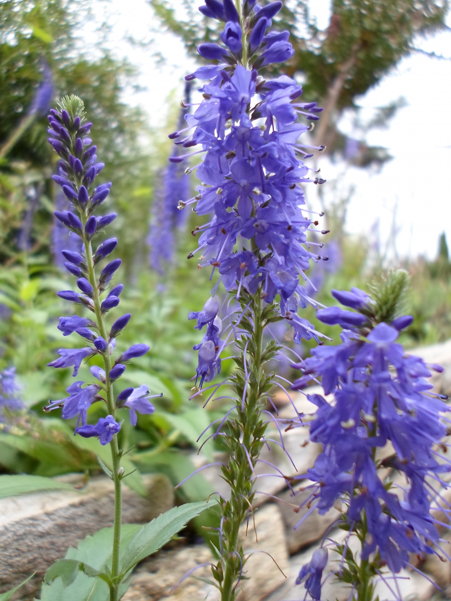 violet blue flower free photo
