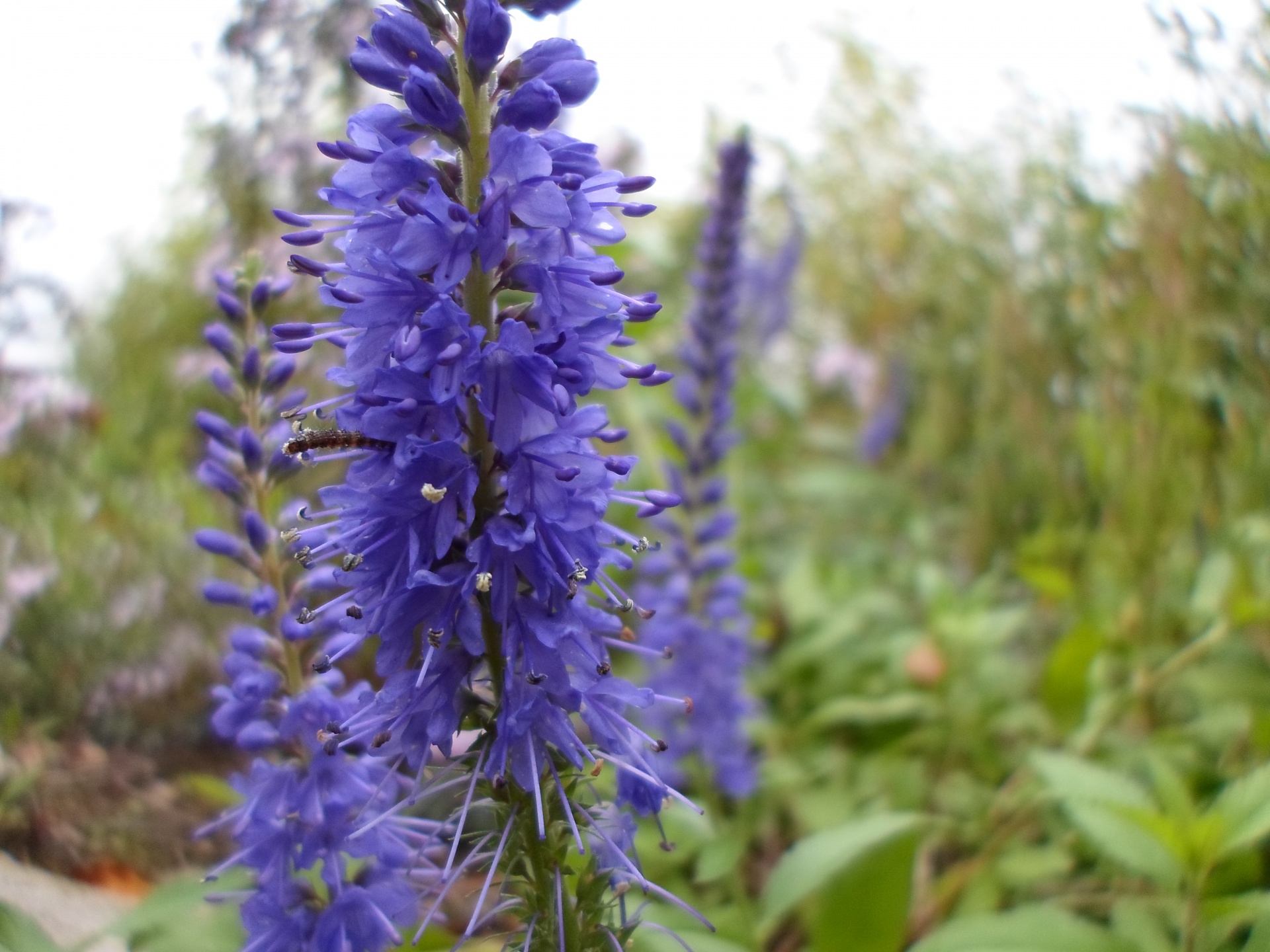 violet blue flower free photo