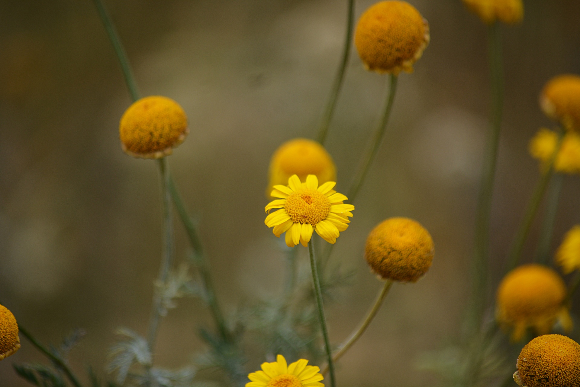 flowers flora tansy free photo