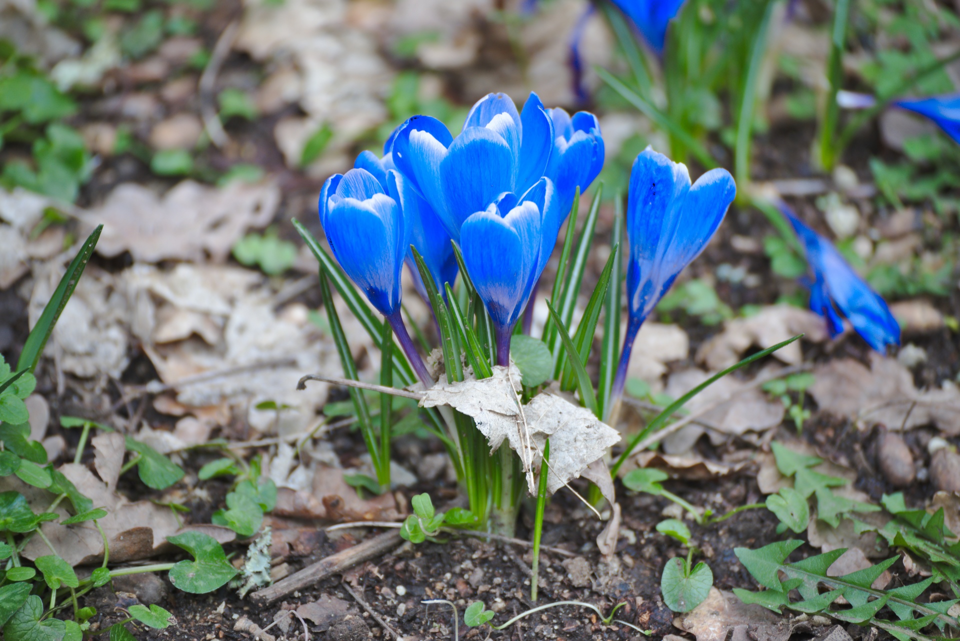 crocus flower flora free photo