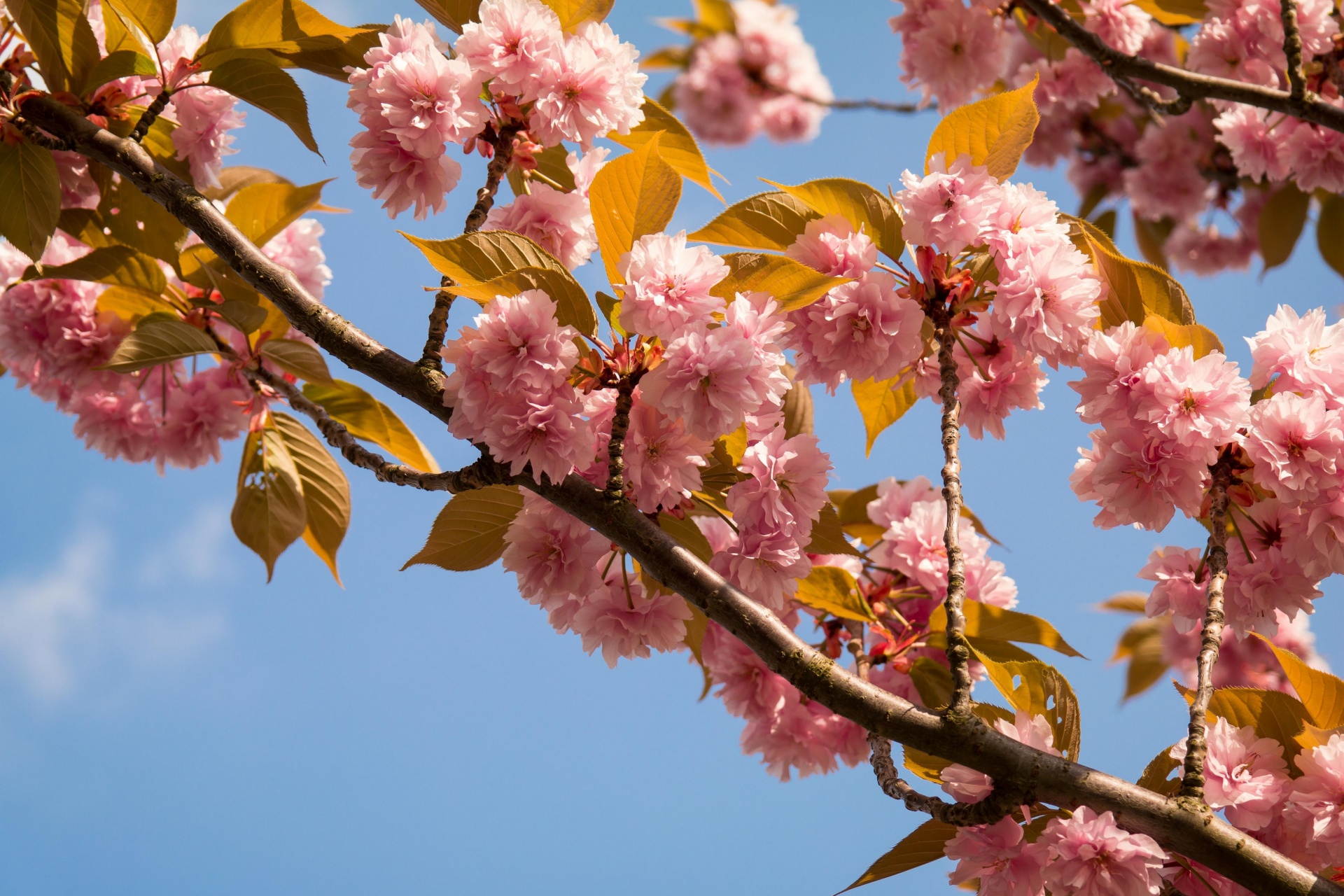 pink flowers flowering free photo