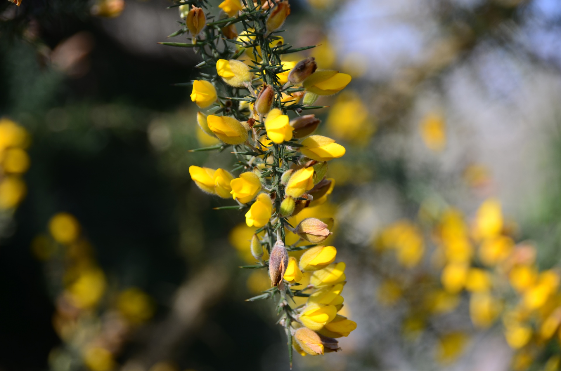 flowers flora shrub free photo