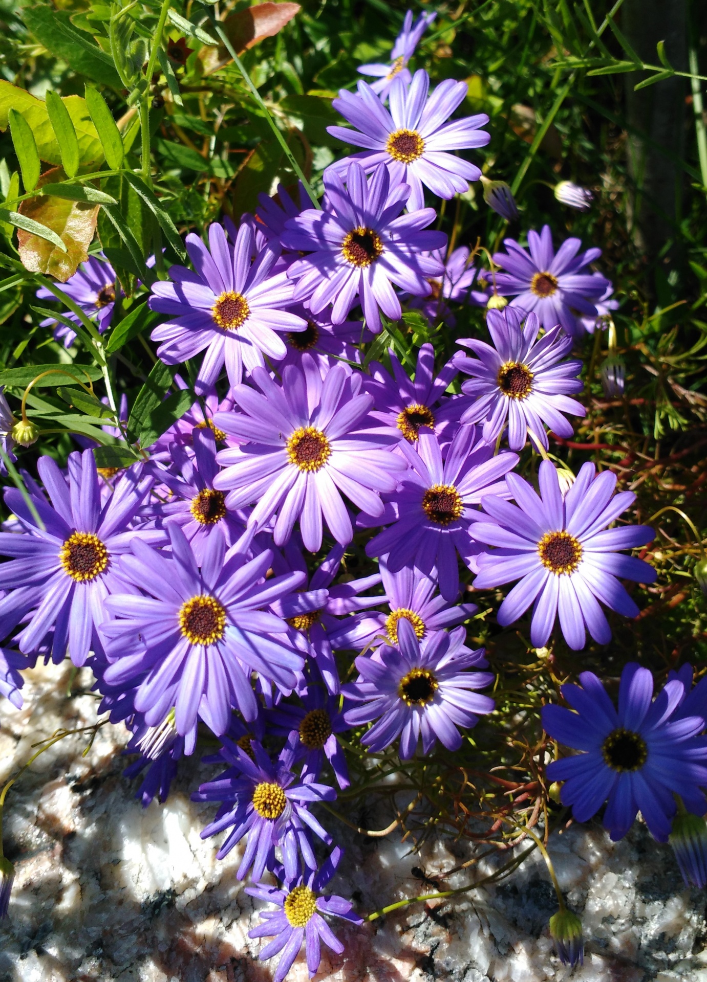 flowers purple plate free photo