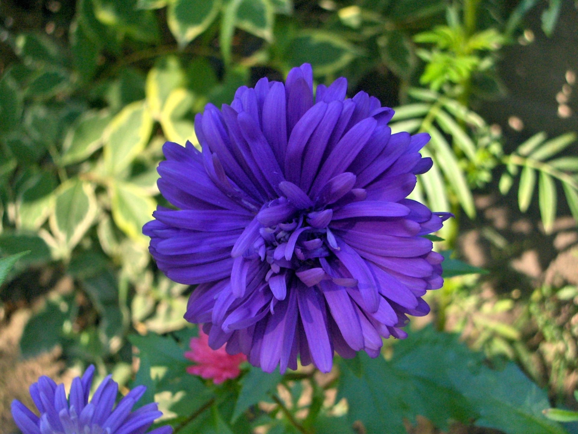 flower blue flowers from my garden (1) free photo