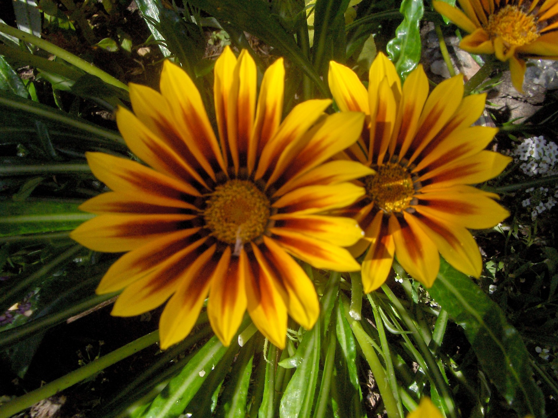 flower yellow flowers from my garden (10) free photo