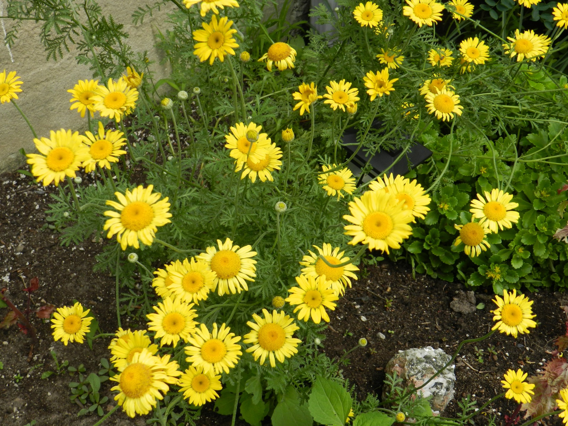 flower yellow nature free photo