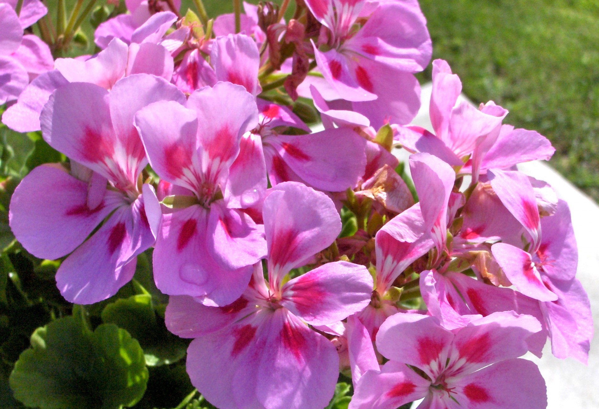 flower pink flowers from my garden (2) free photo