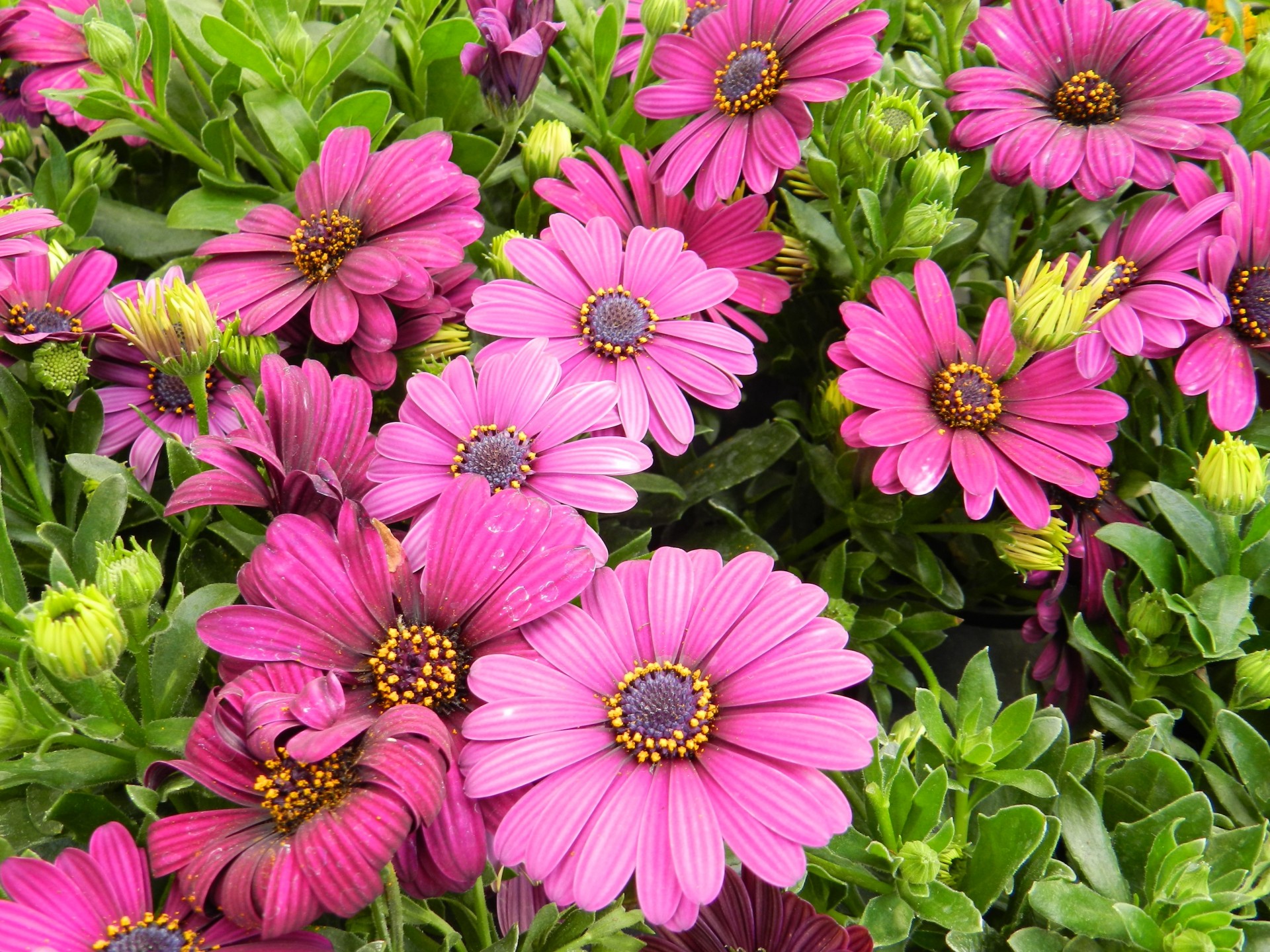 flowers pink nature free photo