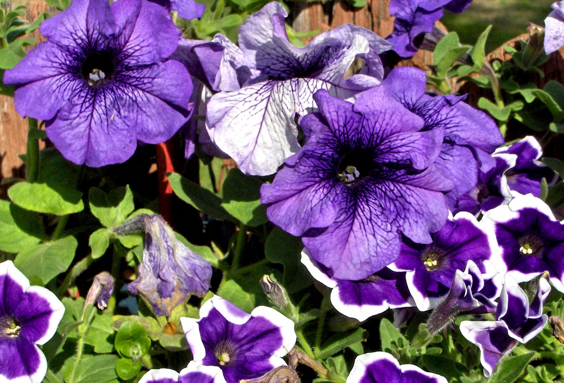 flowers petunias purple free photo