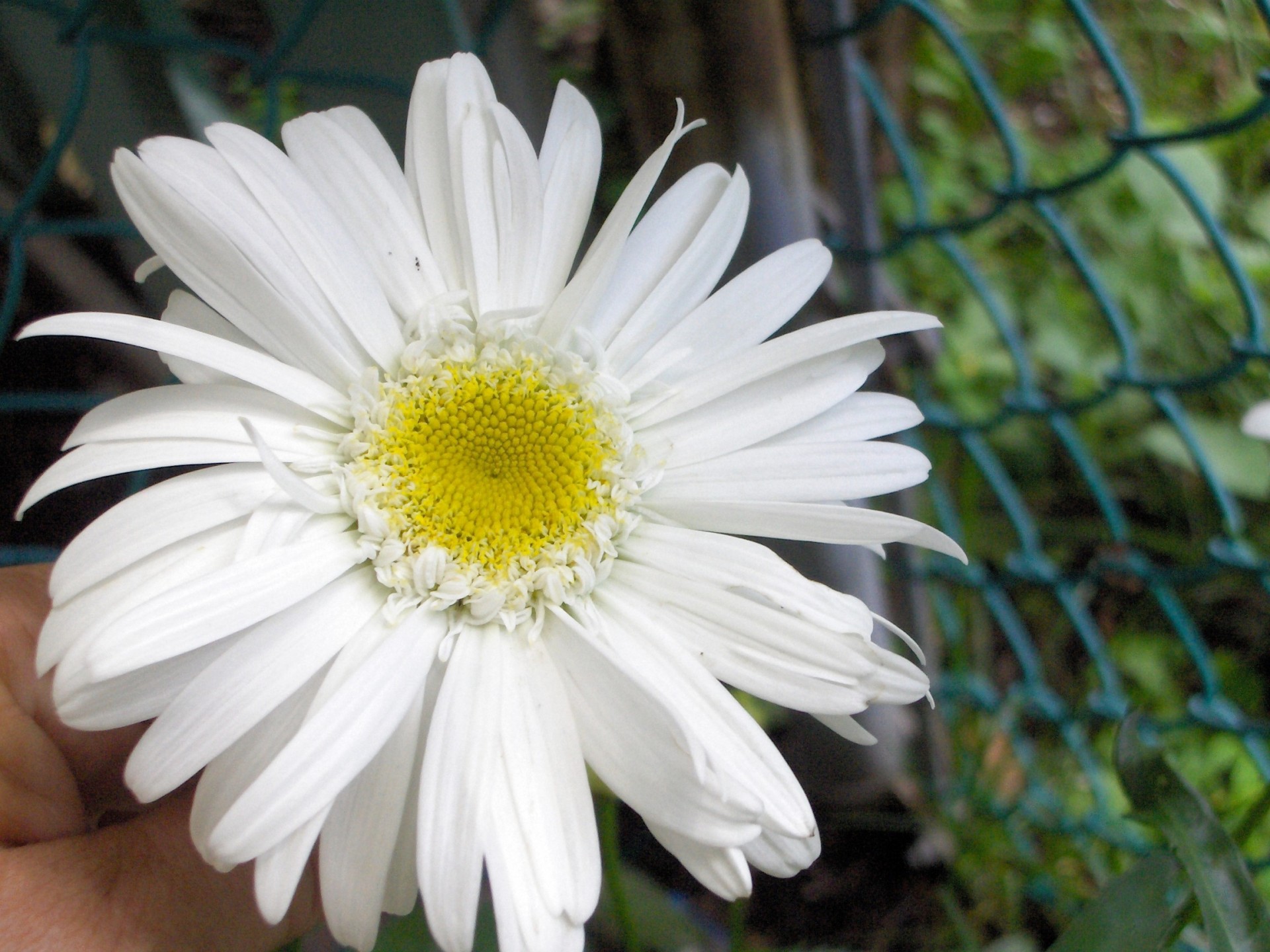 flower white nature free photo