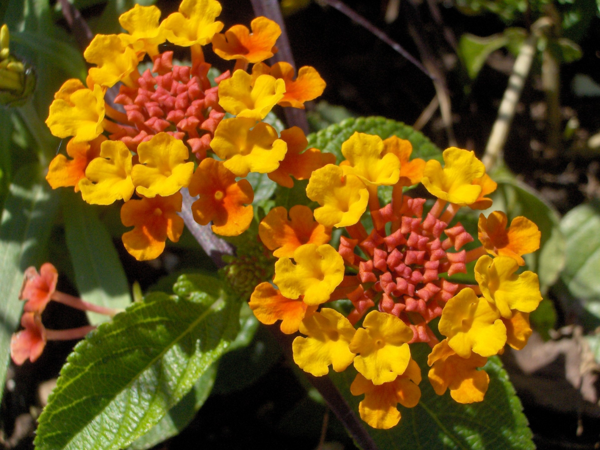 flowers yellow orange free photo