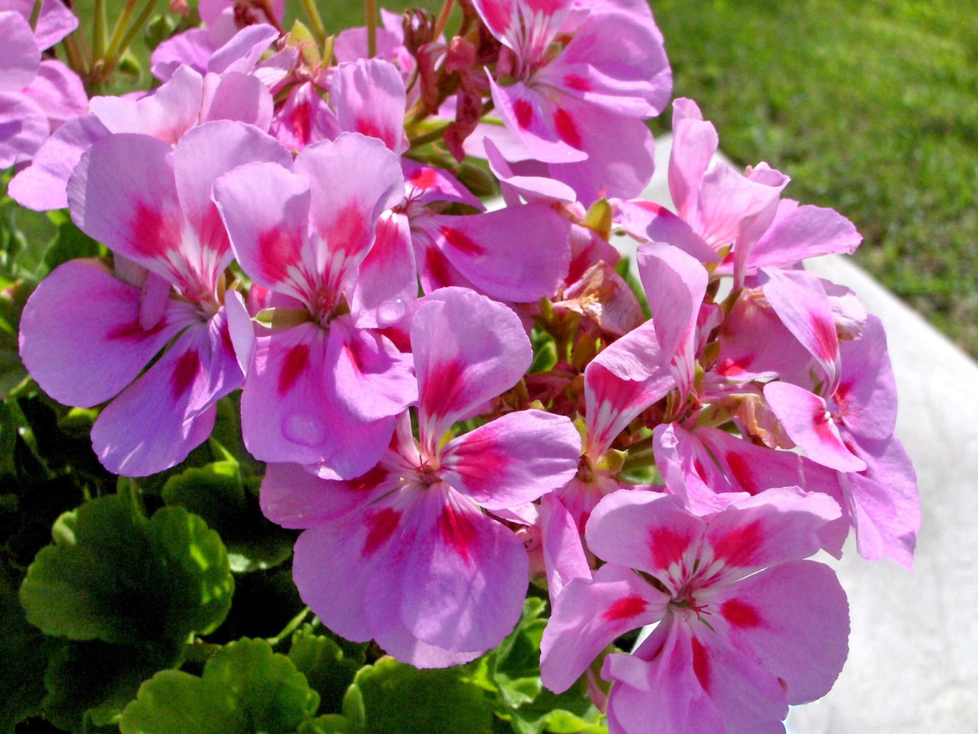 flowers pink nature free photo