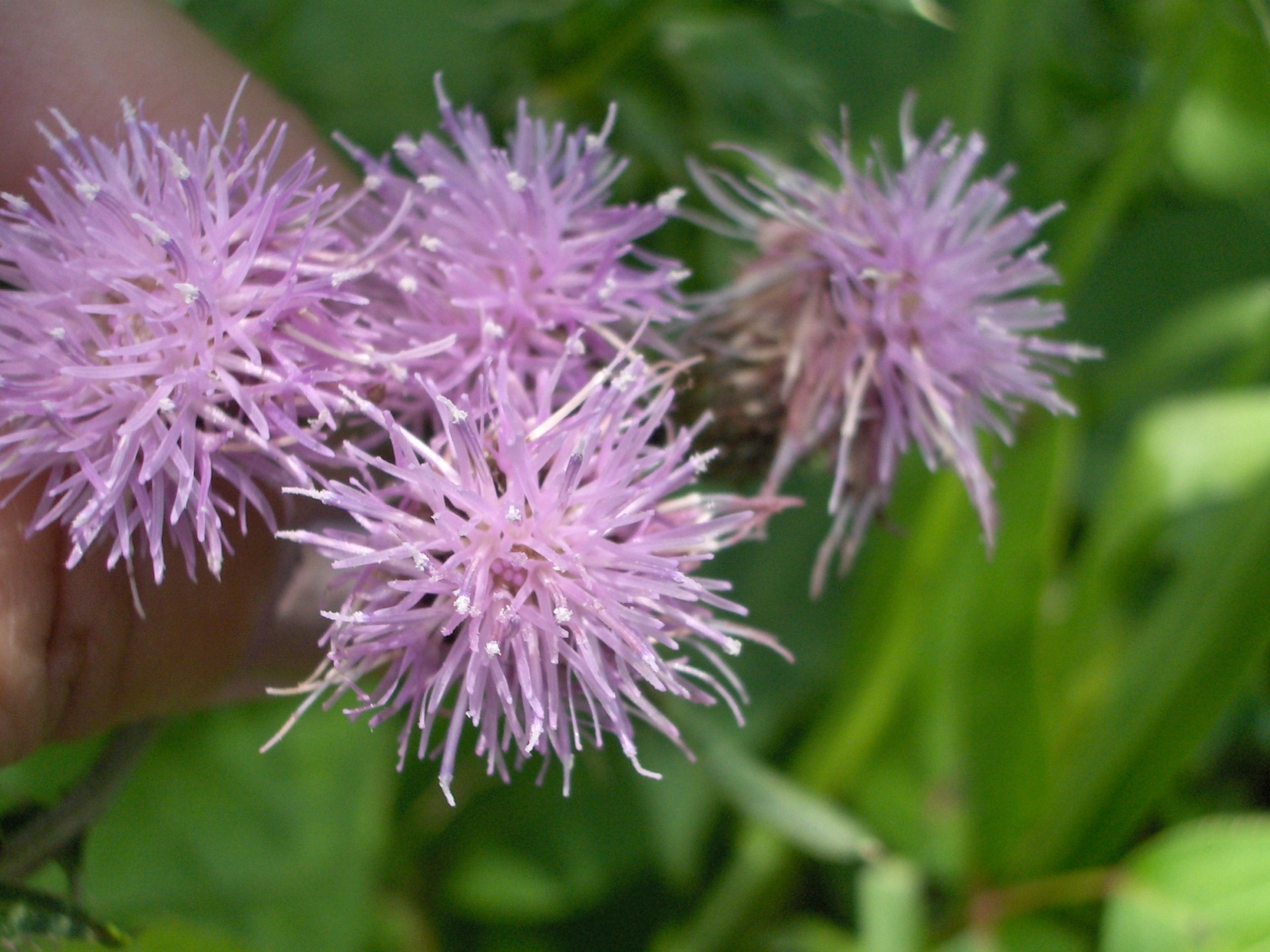 flowers purple nature free photo