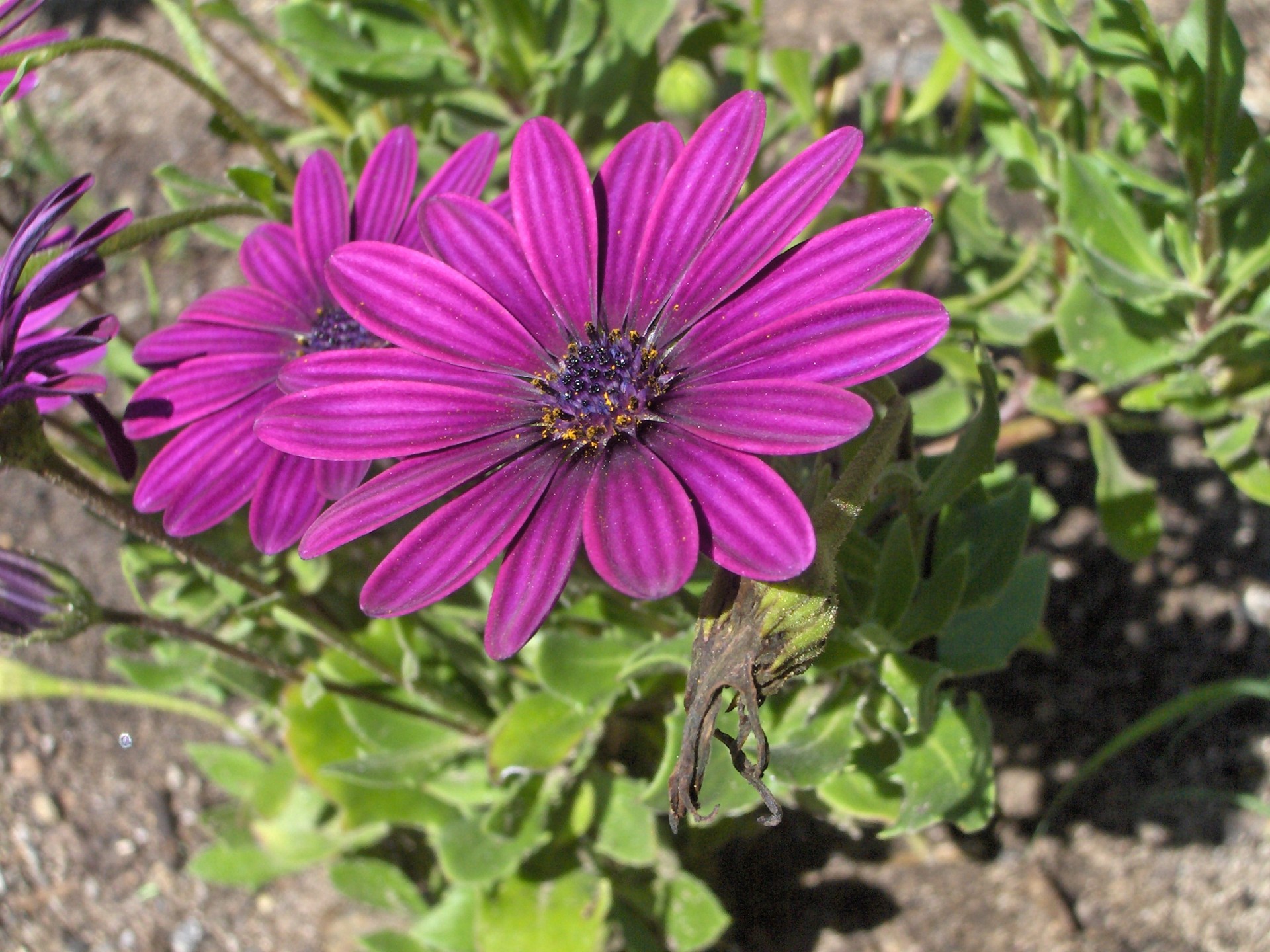 flowers purple nature free photo