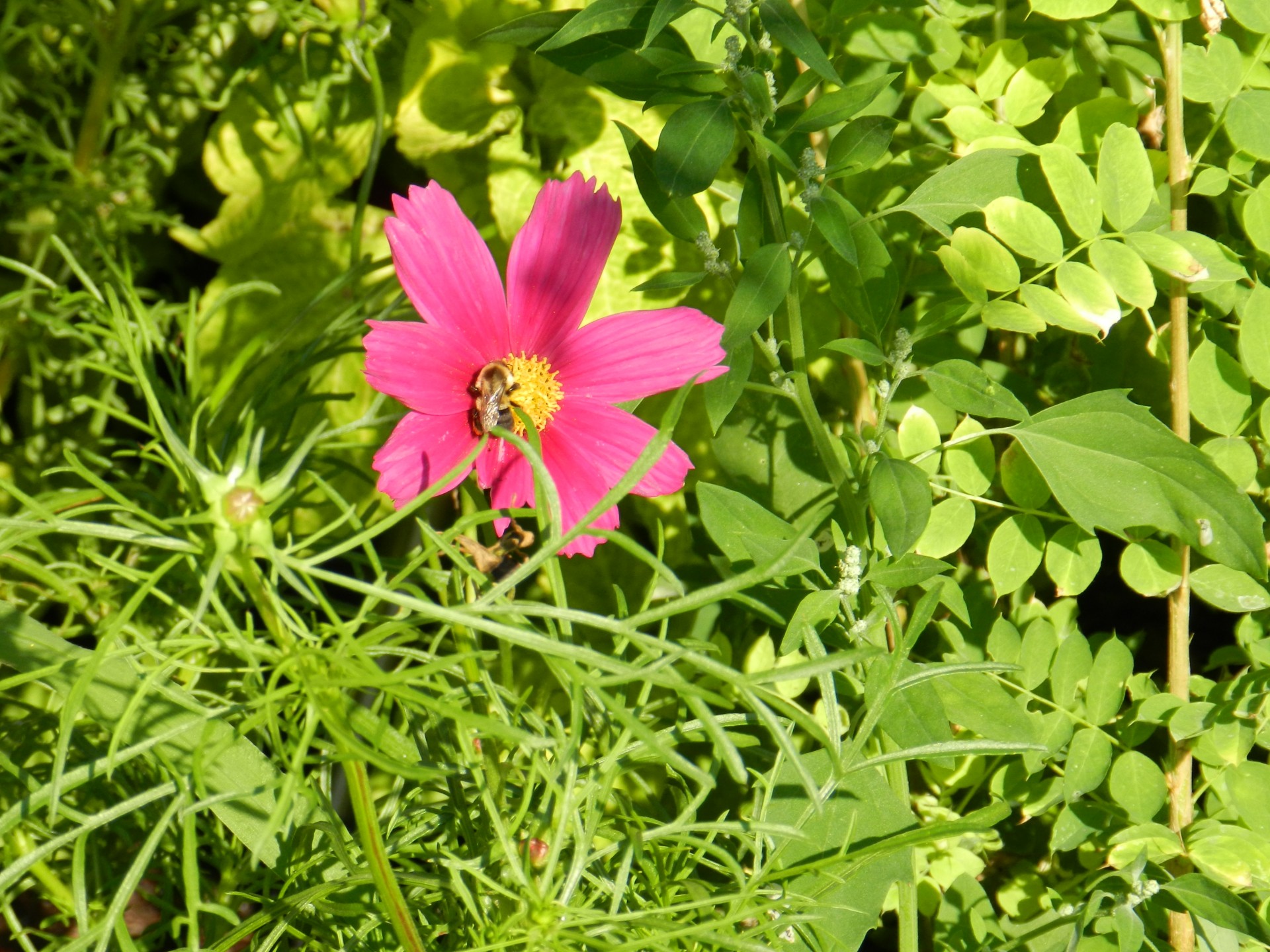 flowers pink nature free photo