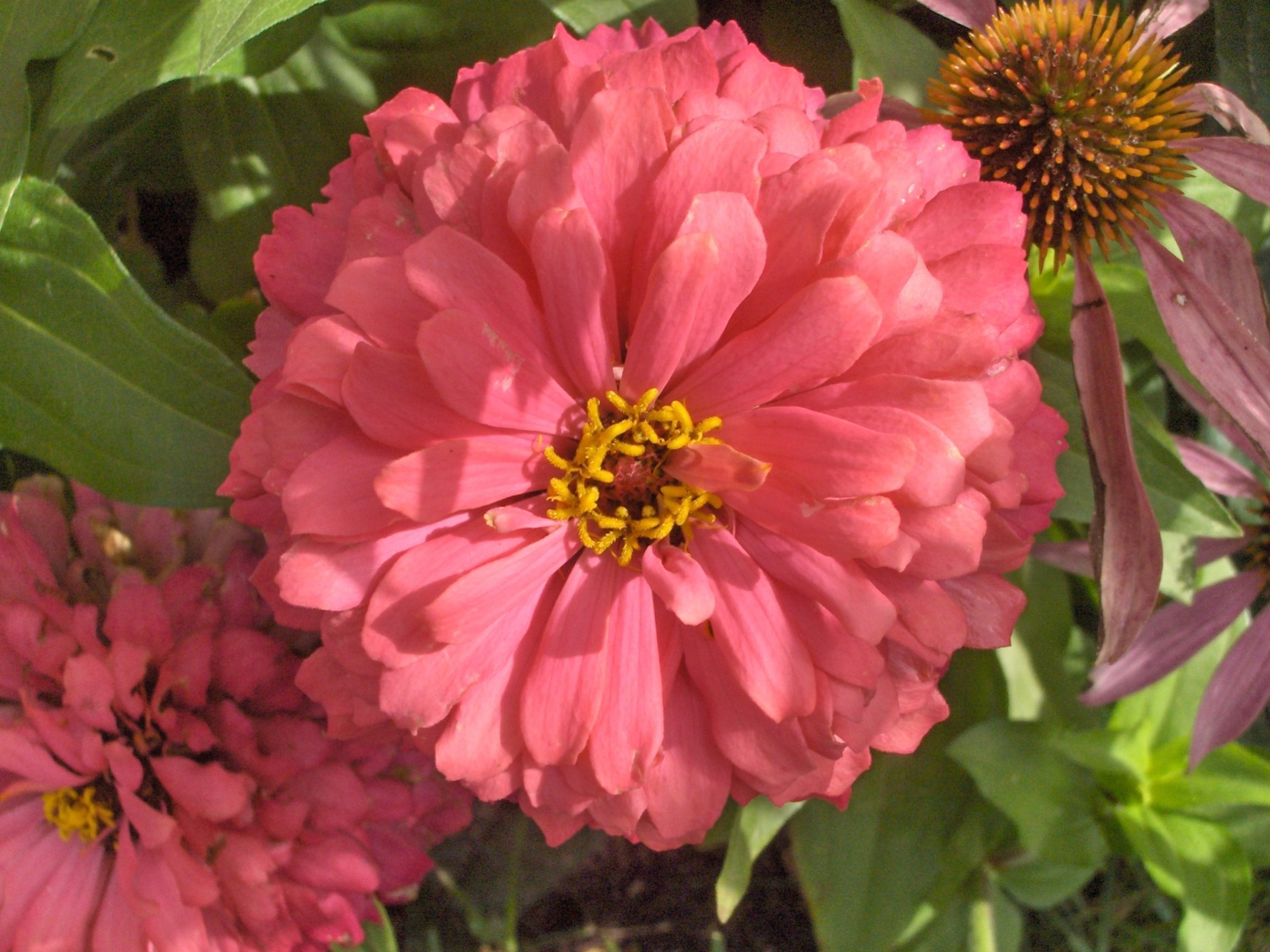 flower pink flowers from my garden (5) free photo