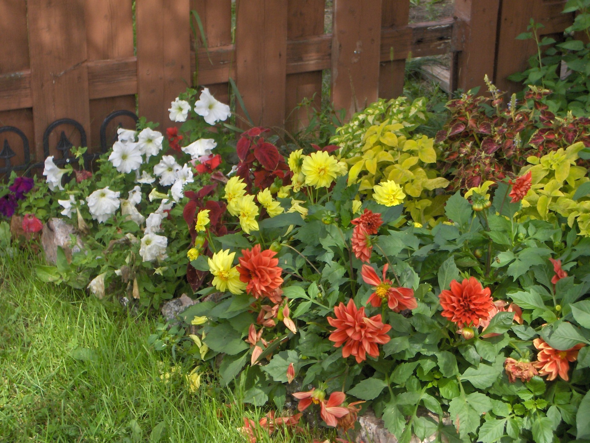 flowers nature flowerbed free photo