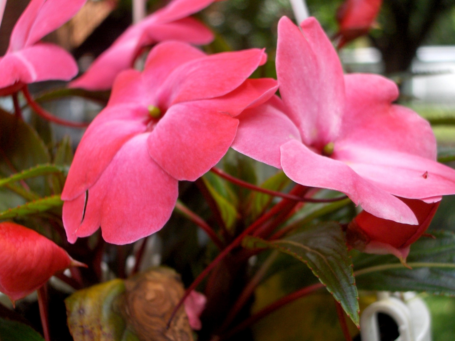 flower pink flowers from my garden (6) free photo