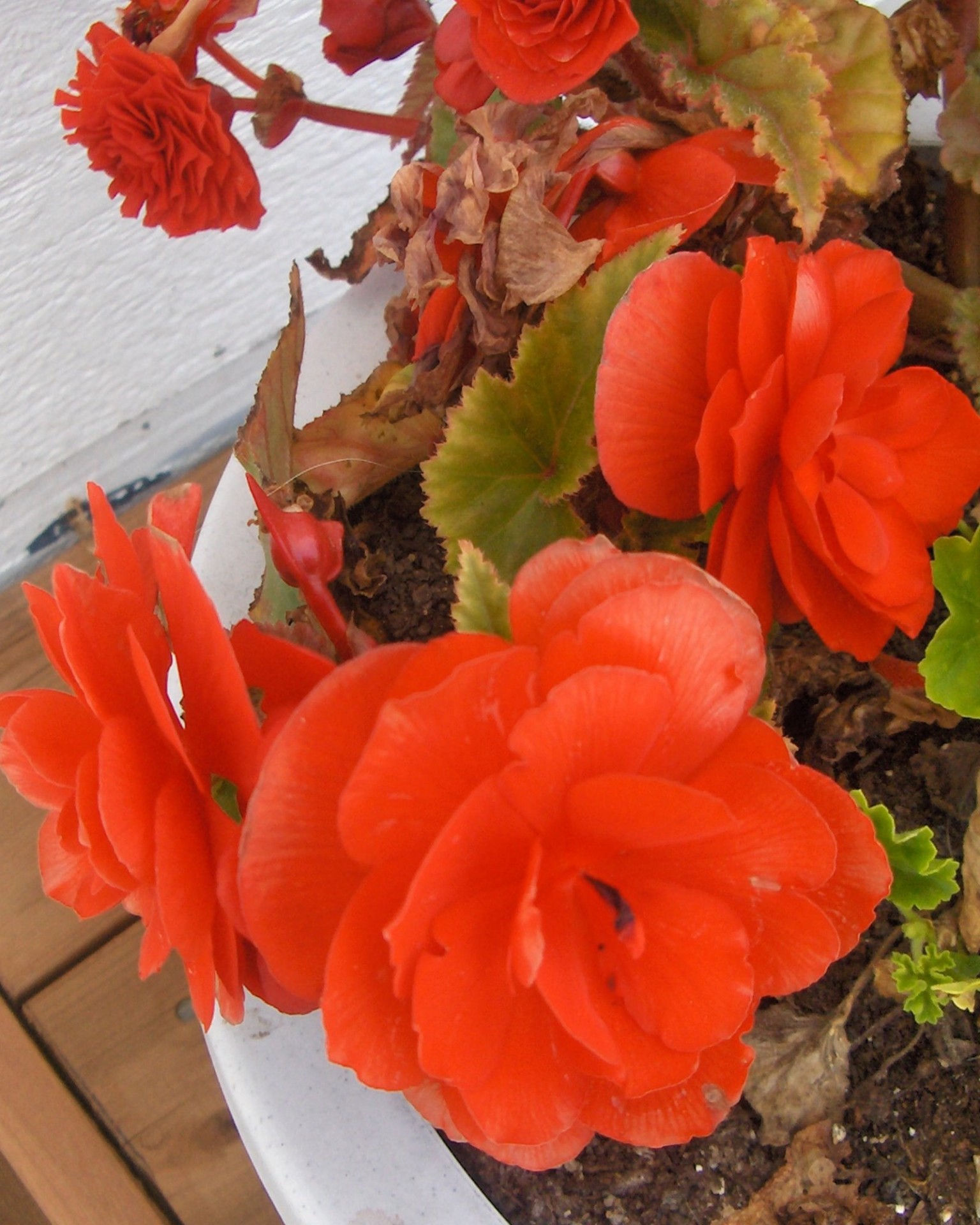 flowers red begonia flowers from my garden (7) free photo