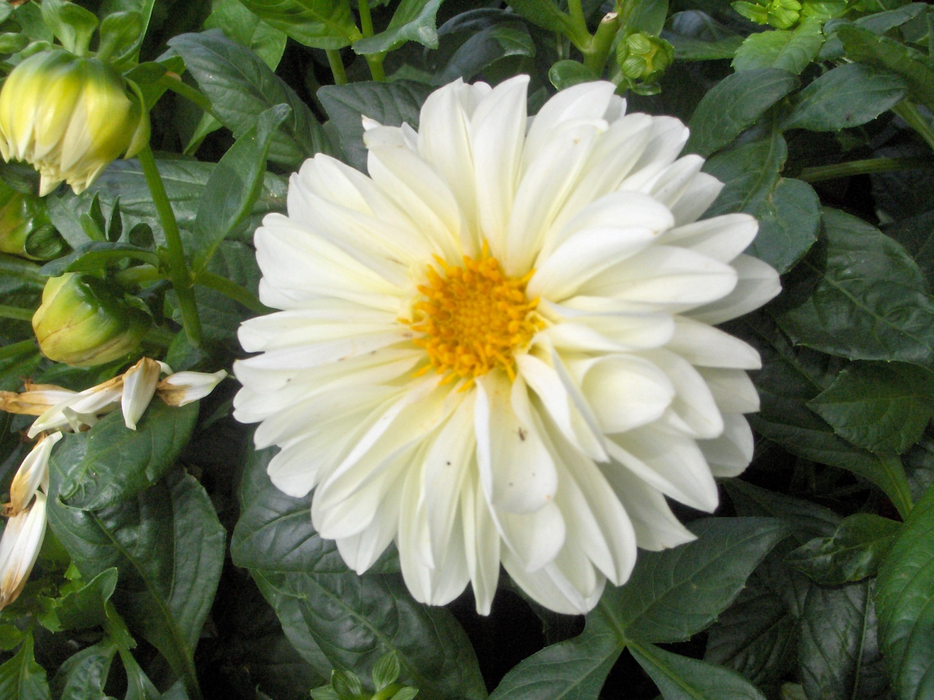 flower white flowers from my garden (8) free photo