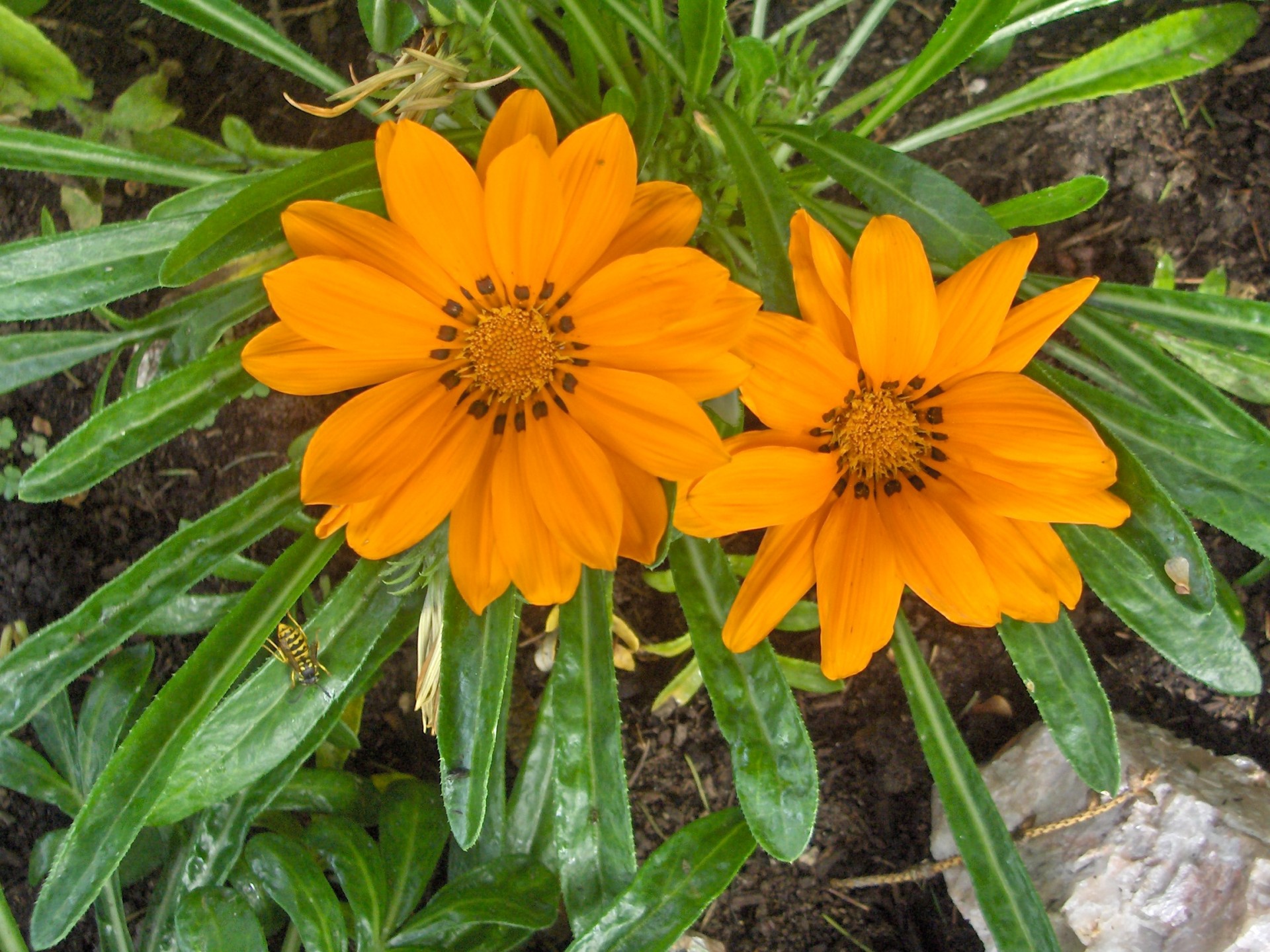 flowers orange flowers from my garden (9) free photo