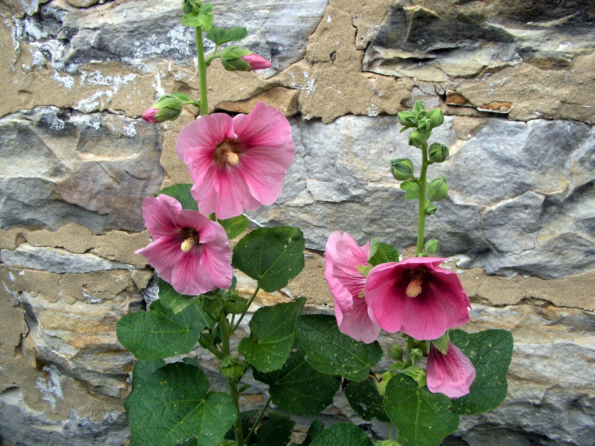 flowers pink nature free photo