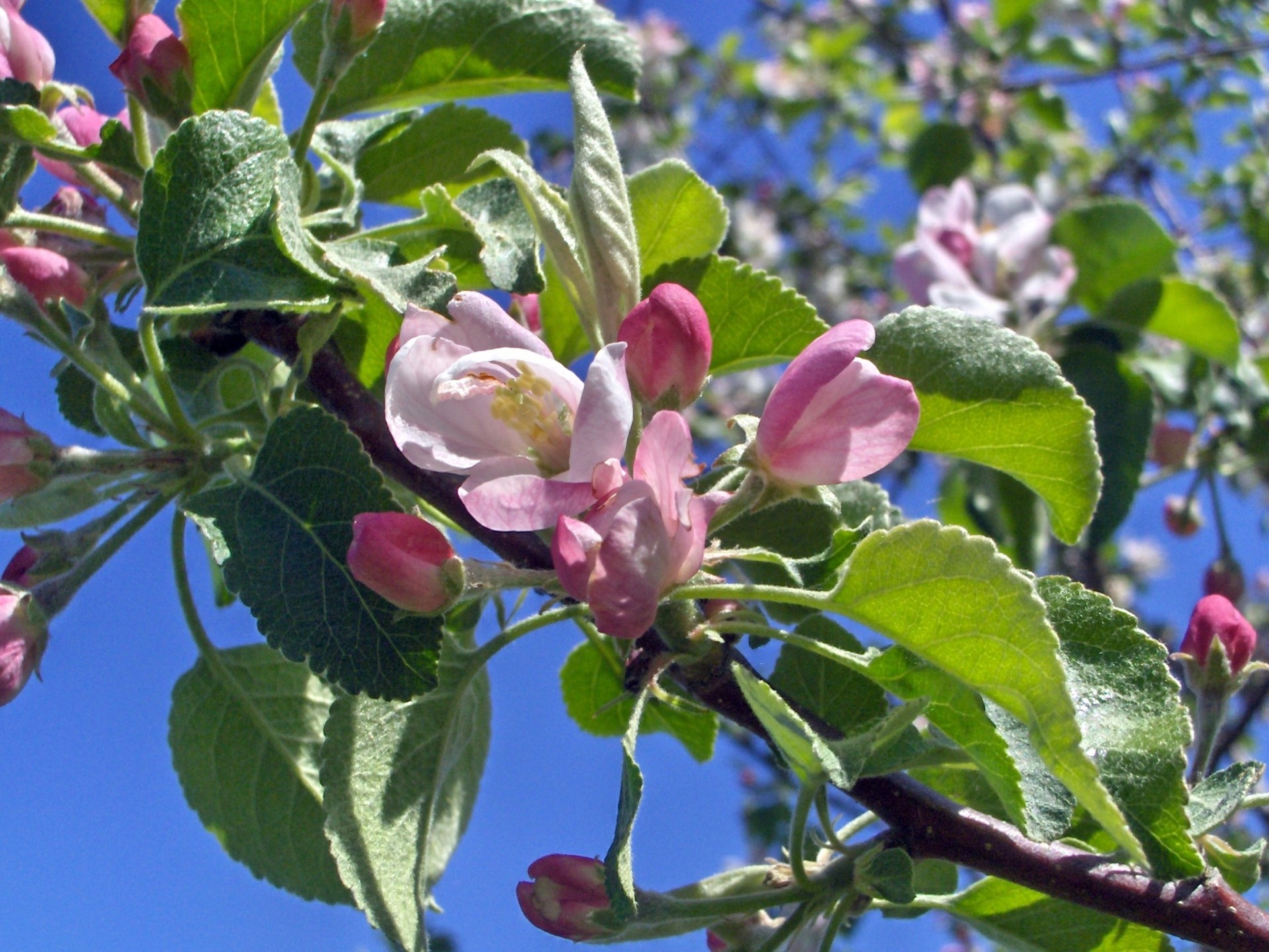 flower pink apple free photo