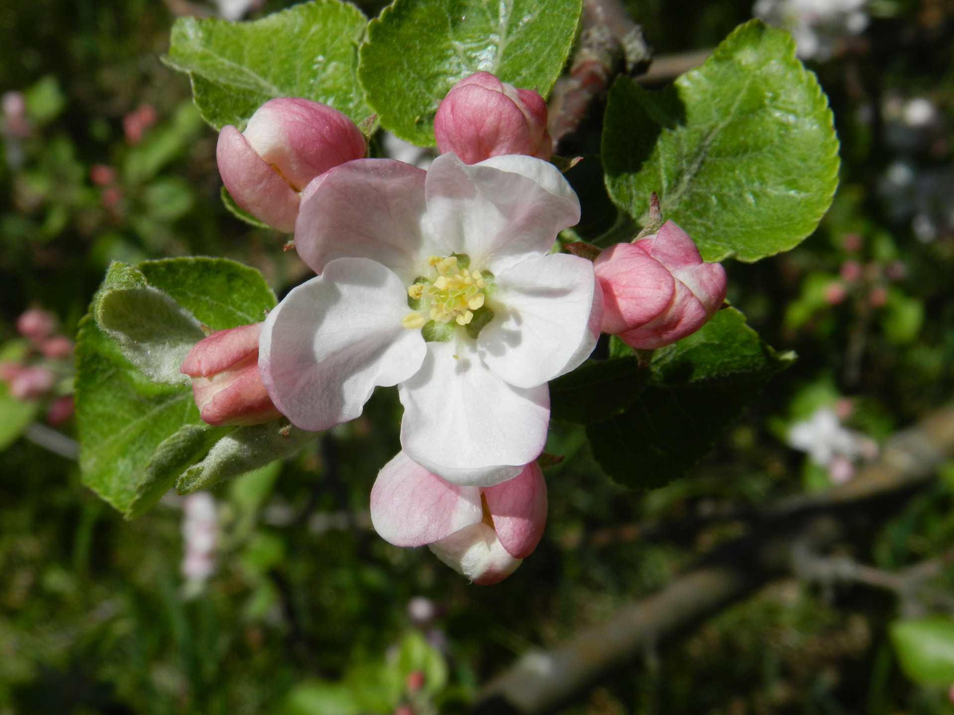 flower apple tree free photo