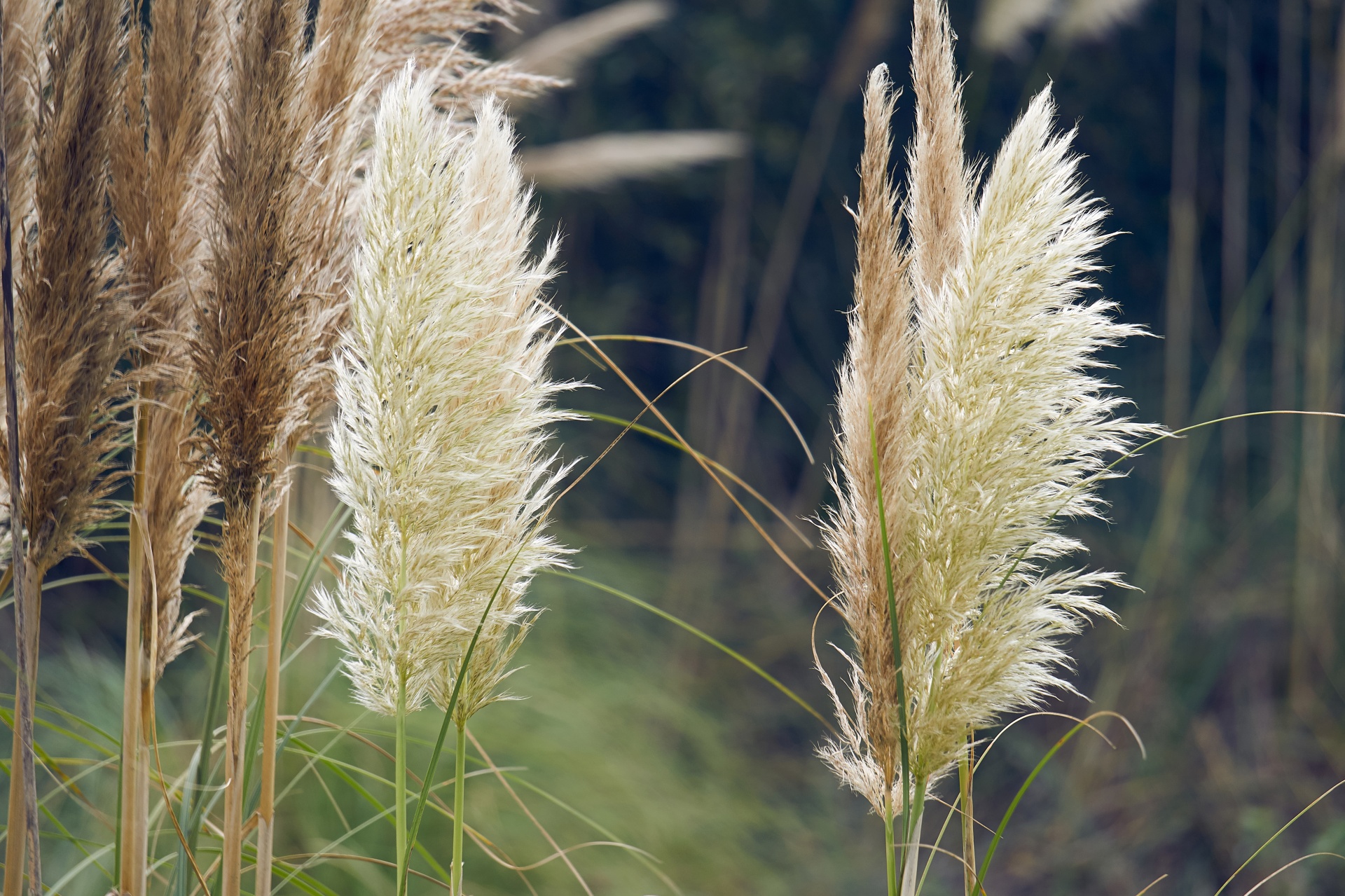 reeds flowers plant free photo