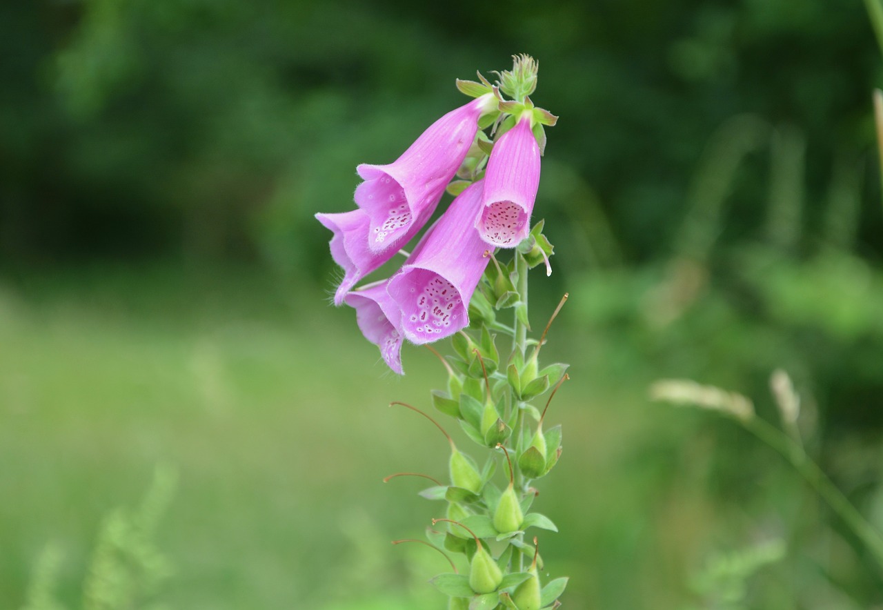 fleurs des champs pink green free photo