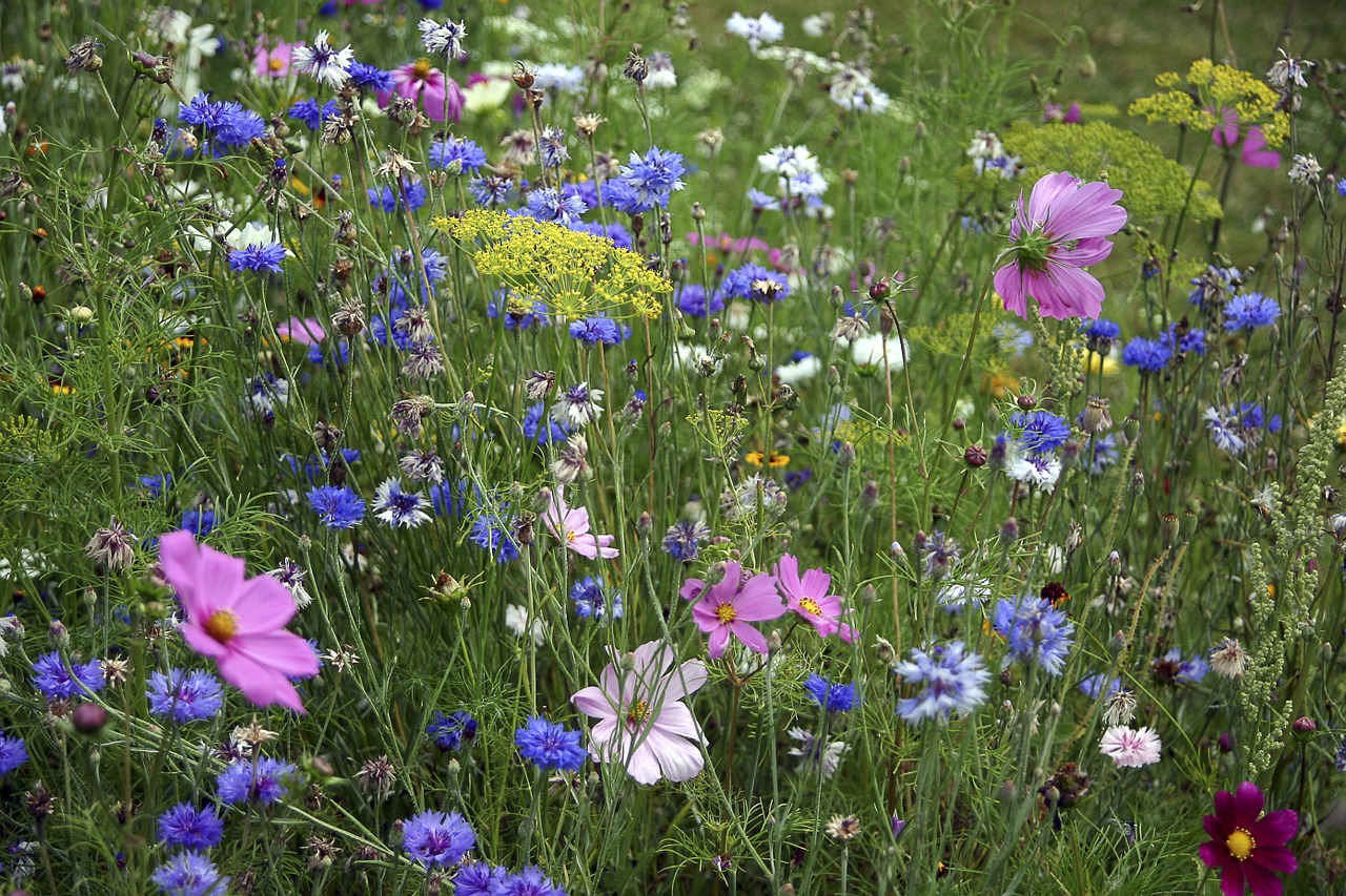 fleurs des champs fleury fallow free photo