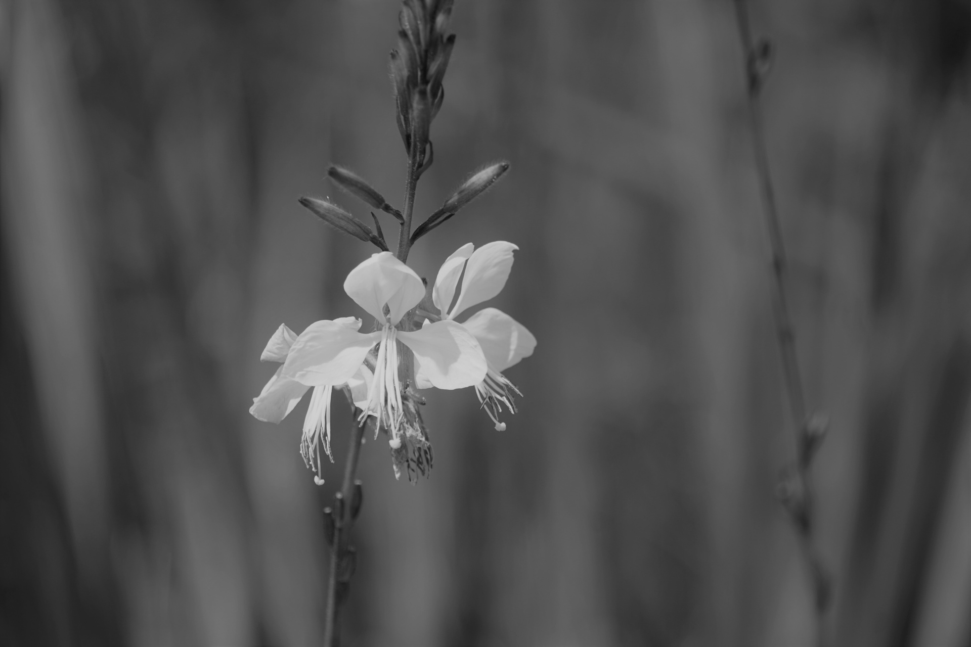 flowers stem black white free photo