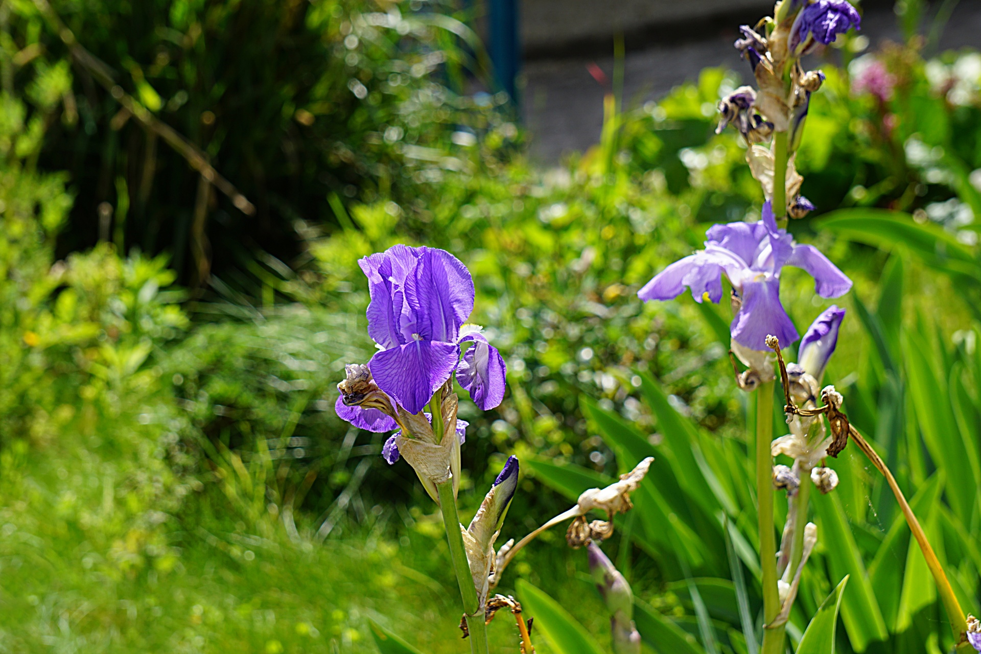 iris flora botanical free photo