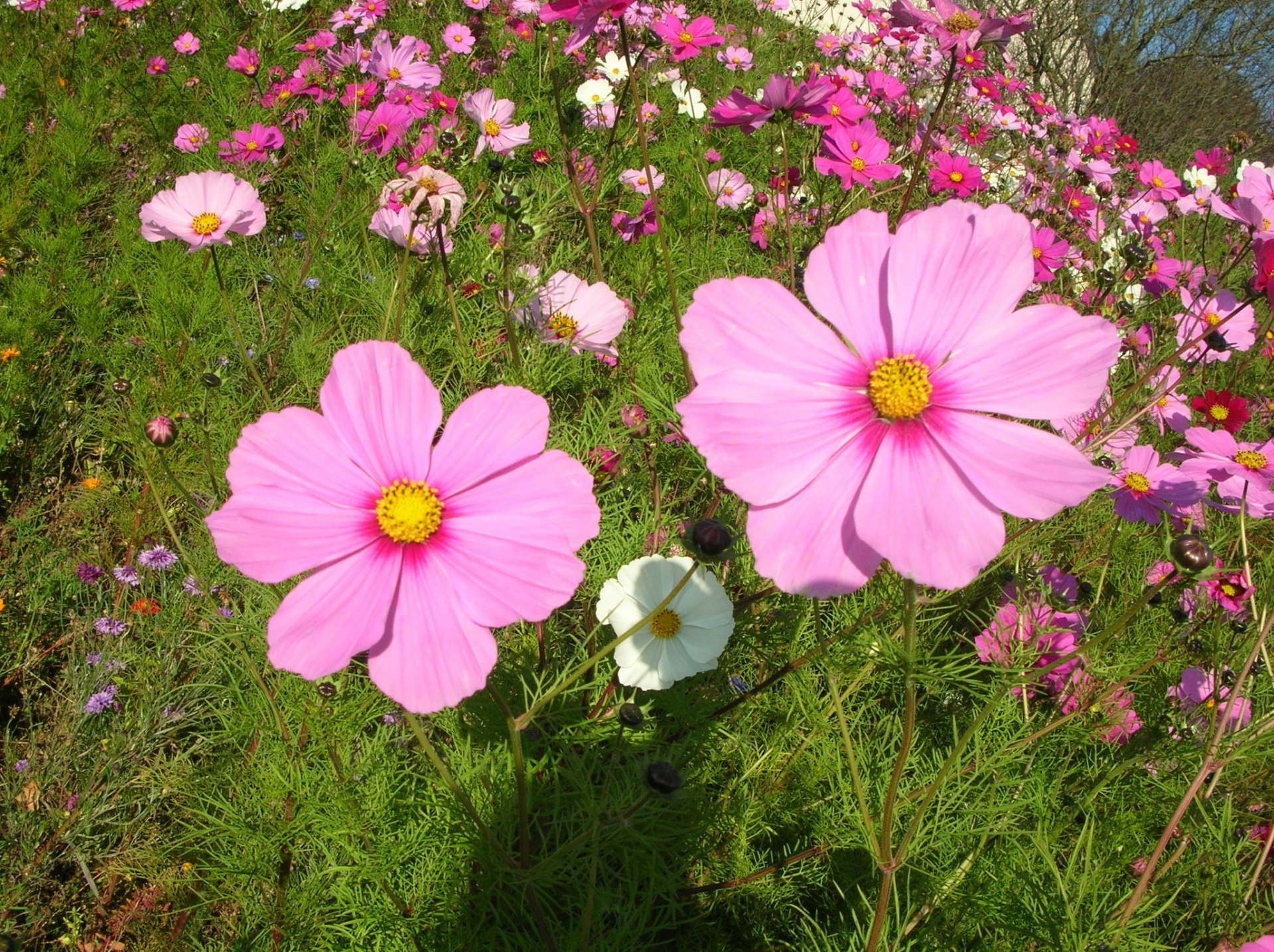 flower garden pink free photo