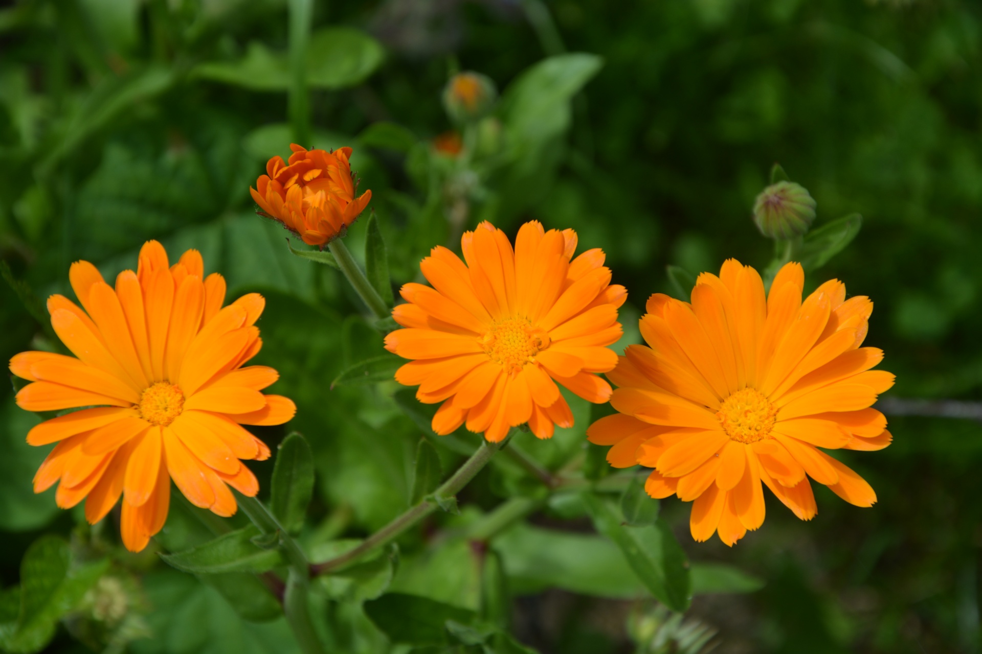 flowers planter orange free photo