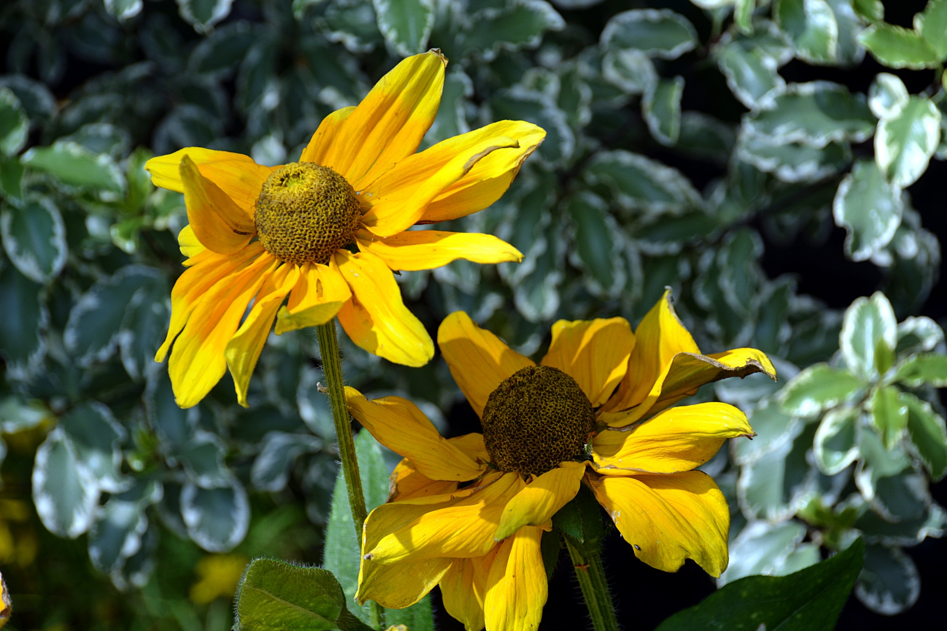 flower rudbeckia botanical free photo