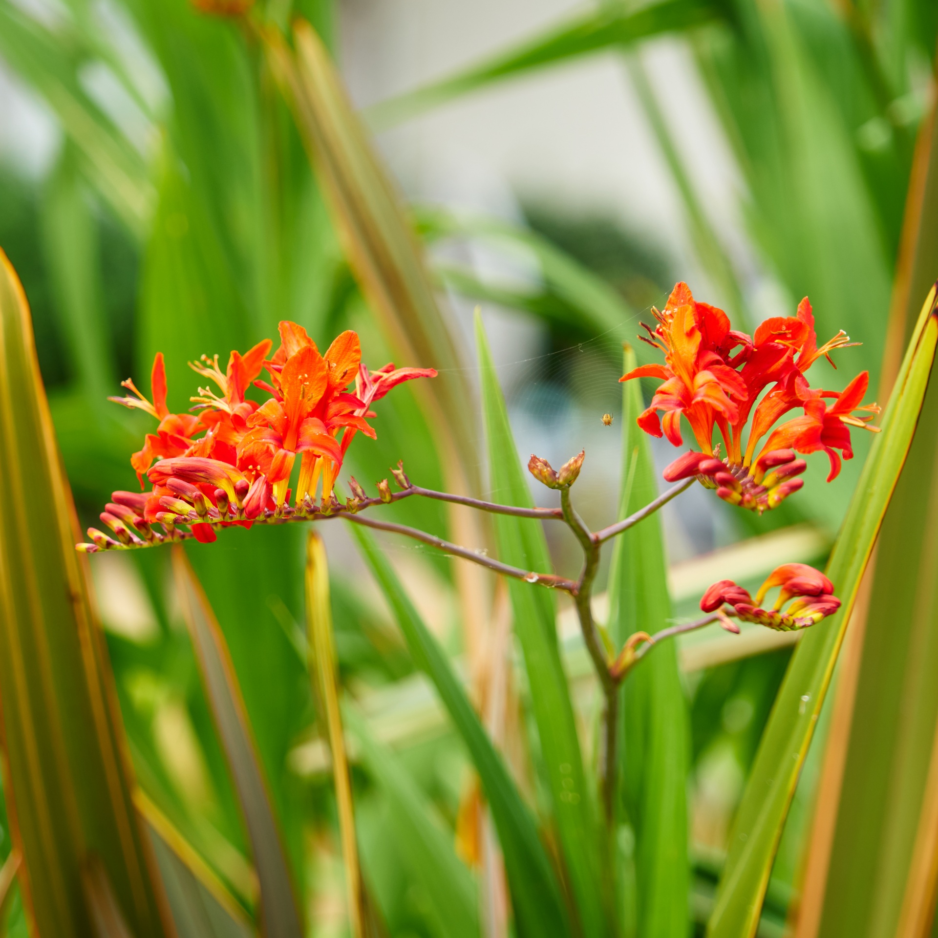 flower red flowers botany free photo