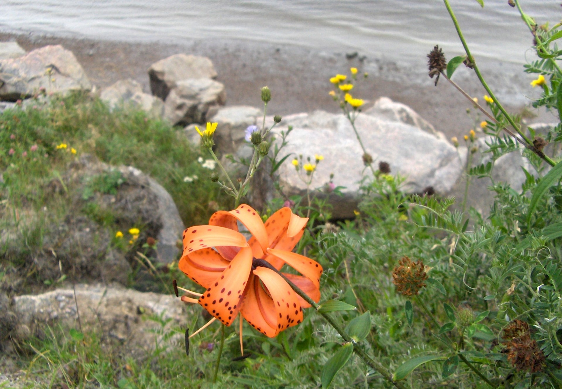 flower orange wildflowers (1) free photo