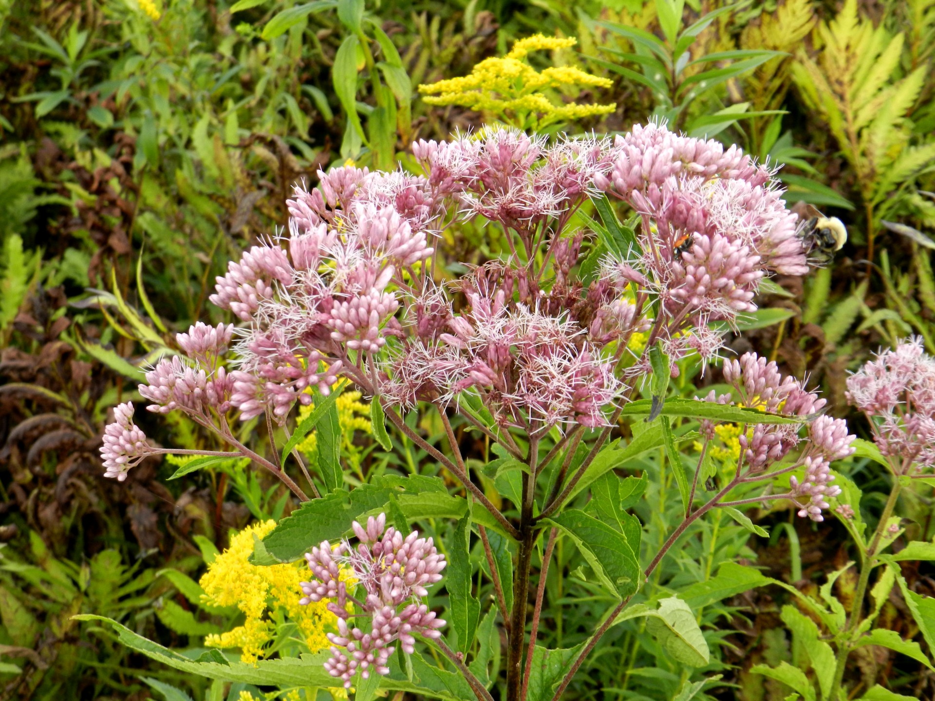 flower pink nature free photo